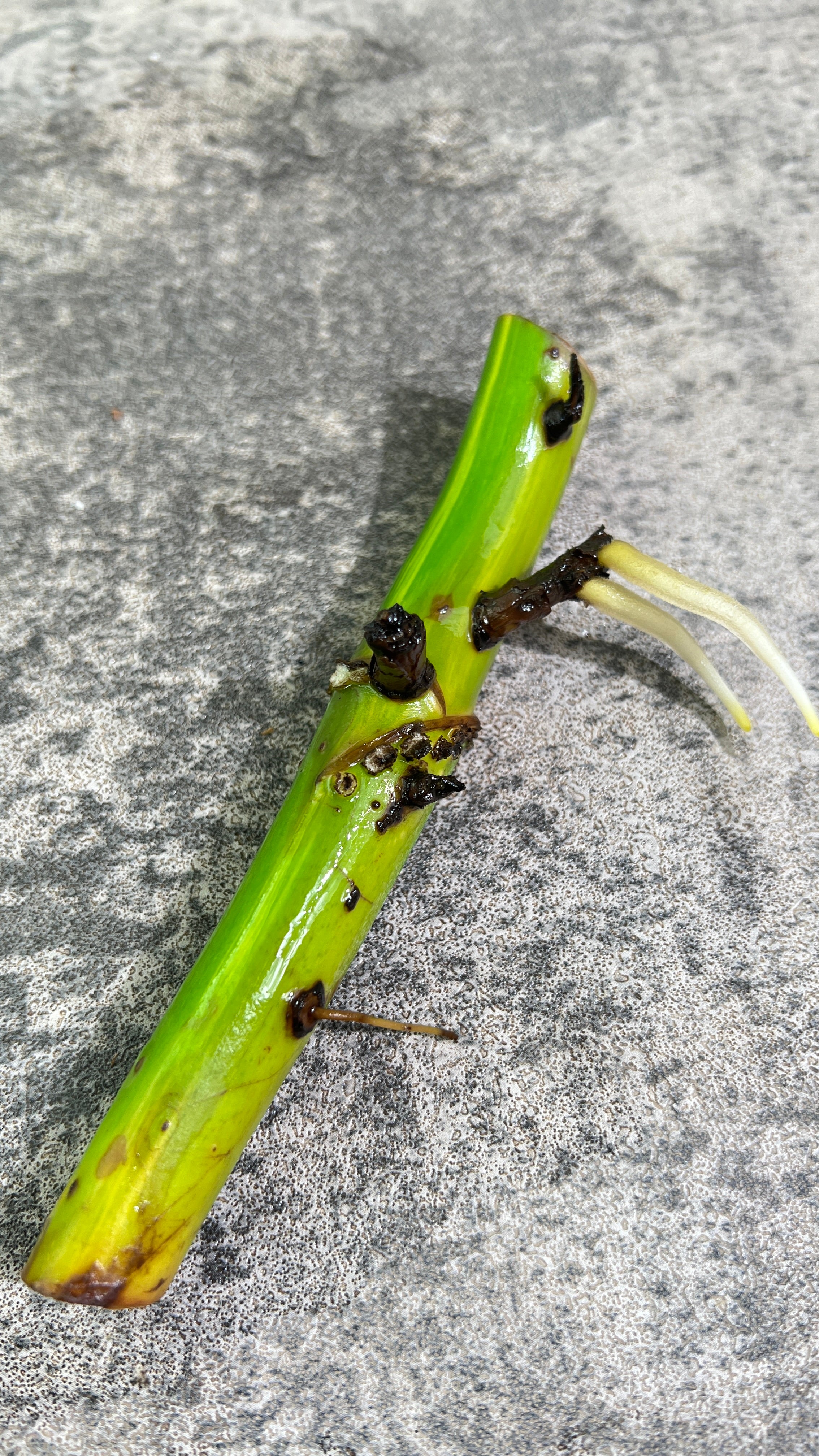 Monstera aurea rooting big node with 1 active bud