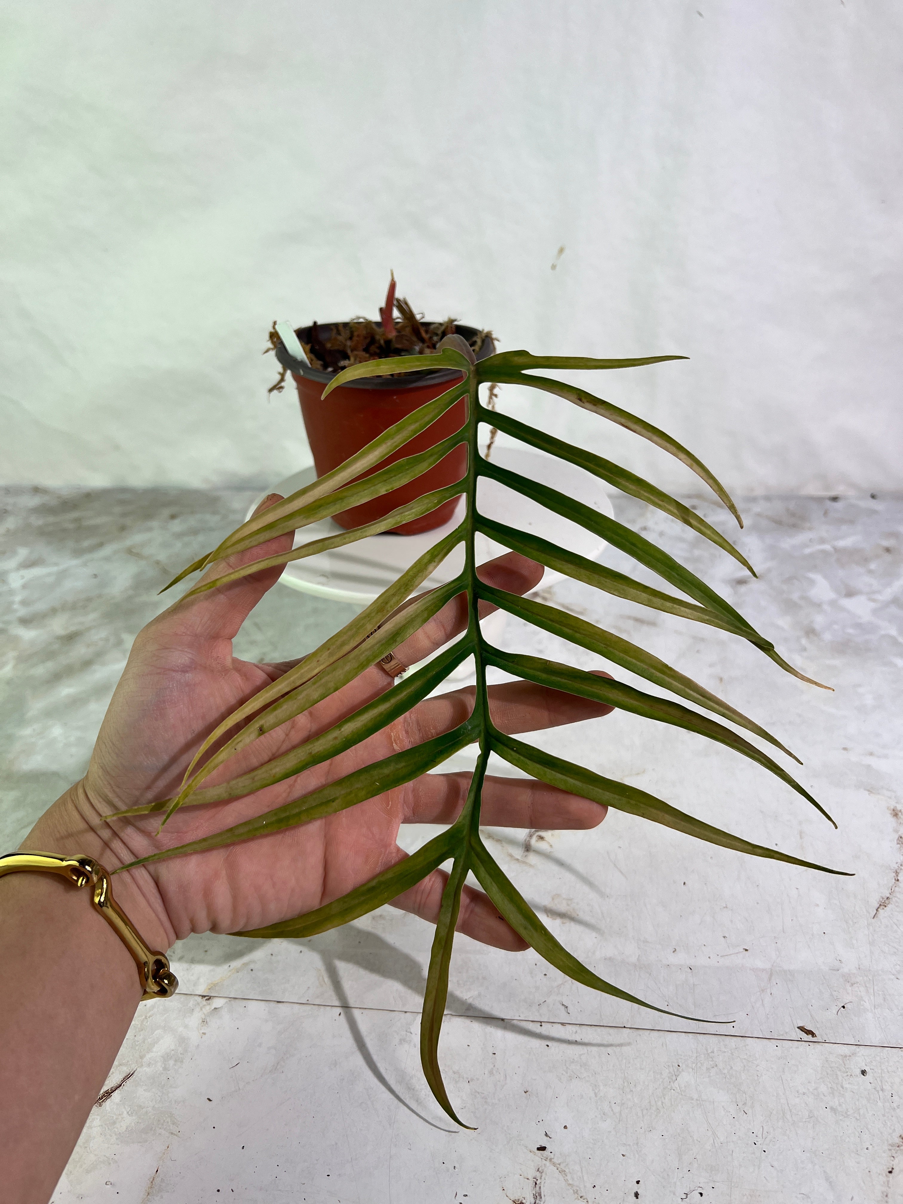 Philodendron tortum rooted 1 leaf 1 sprout