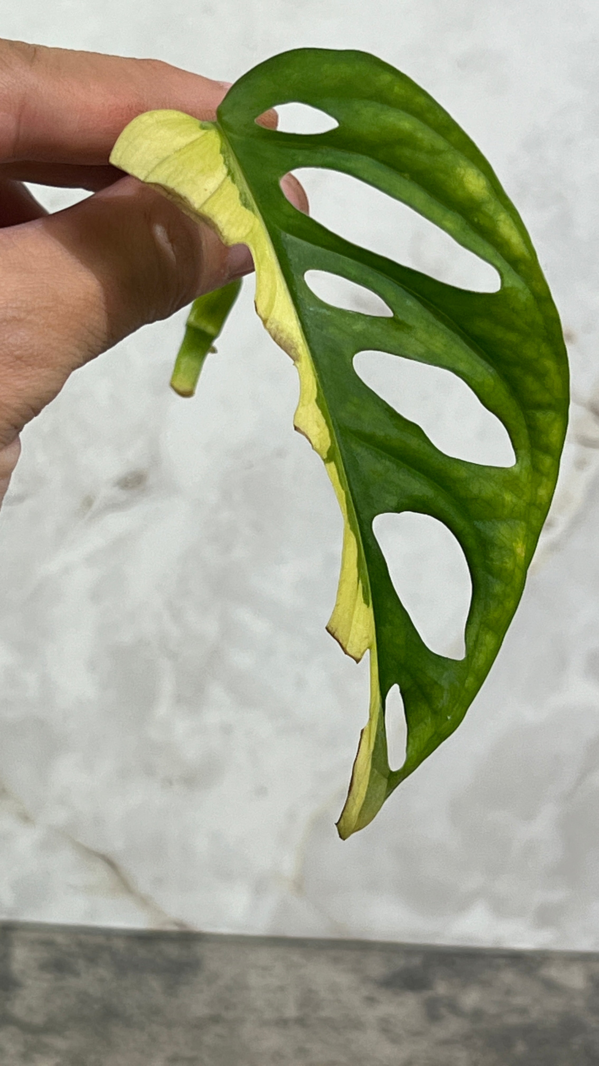 Monstera adansonii aurea rooting  cutting