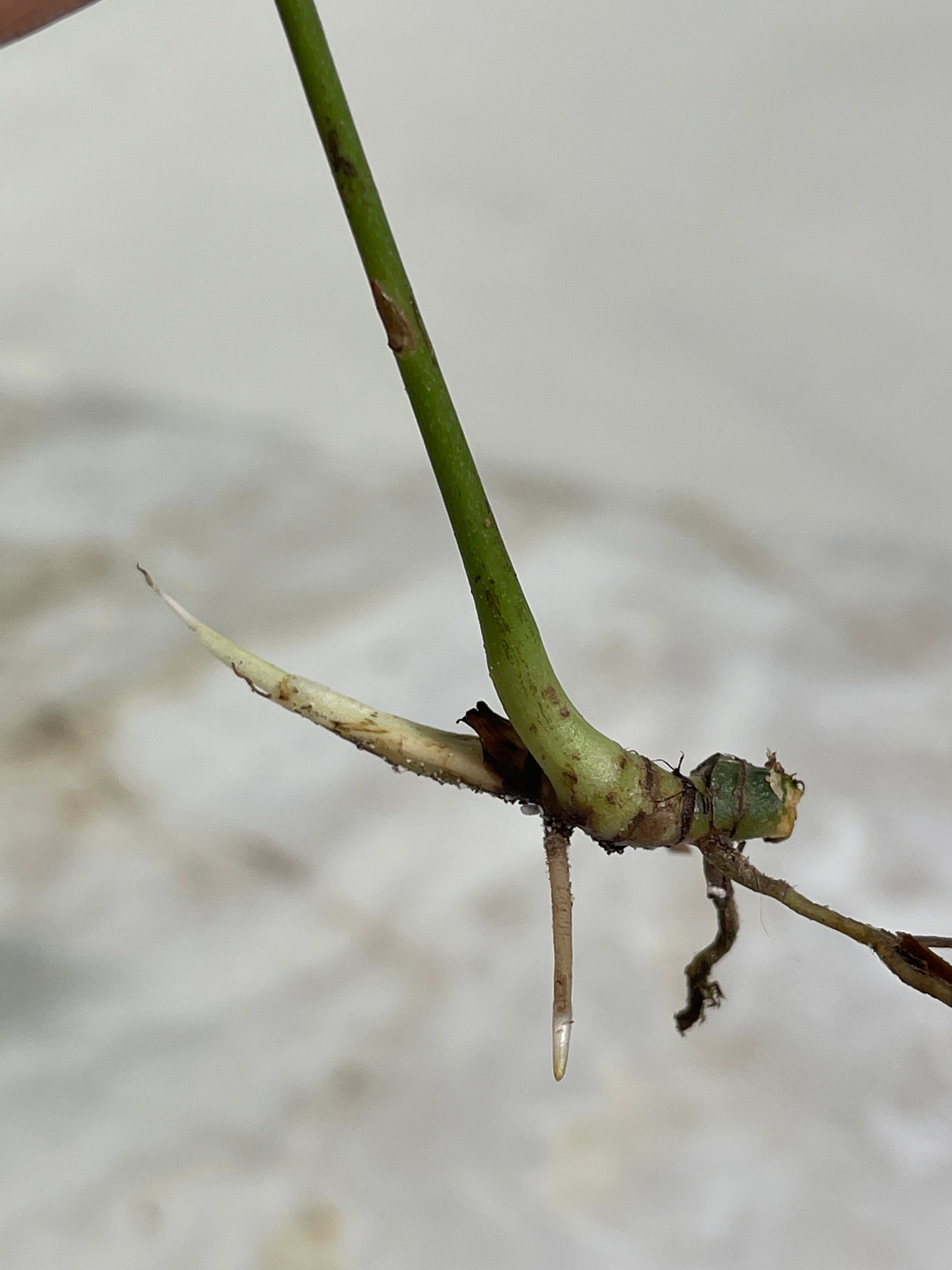 Amydrium silver rooting cutting