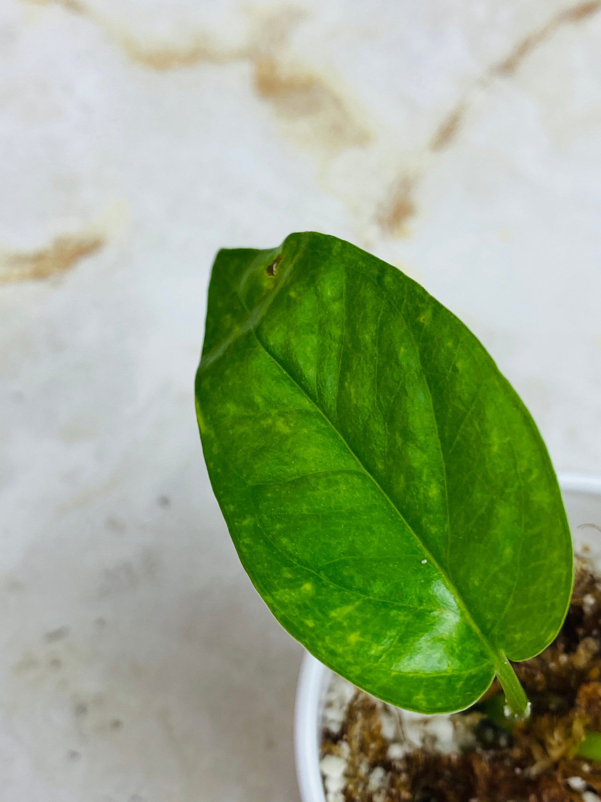 Personalized Kujang Yellow Flame Epipremnum Pinnatum Care: Water, Light,  Nutrients