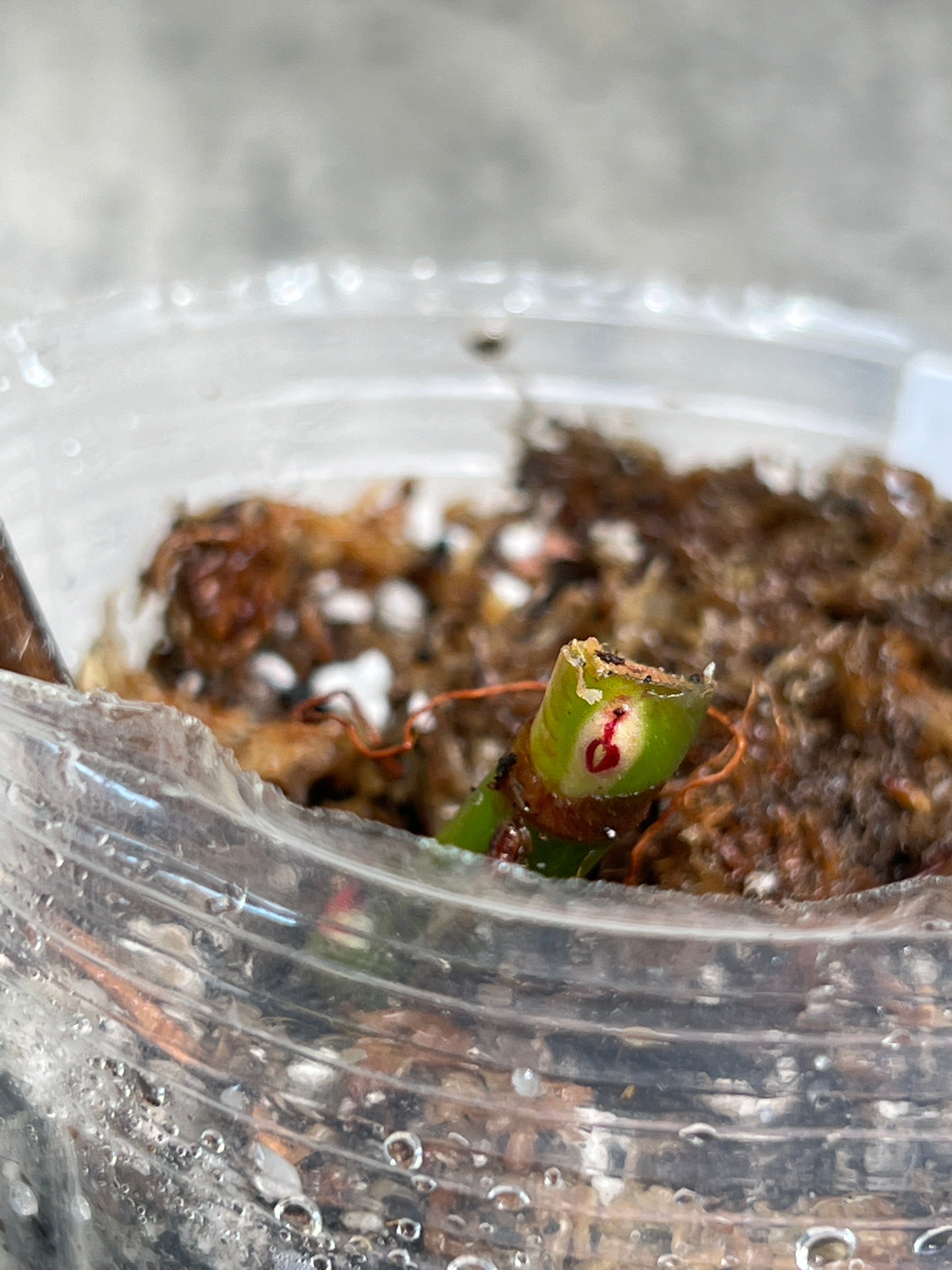 Philodendron white princess rooting node with 3 sprouts from highly Variegated mother plant