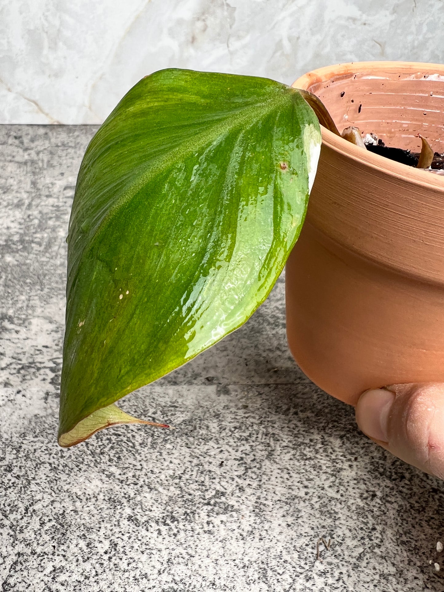 Philodendron white knight tricolor slightly rooted 2 leaves