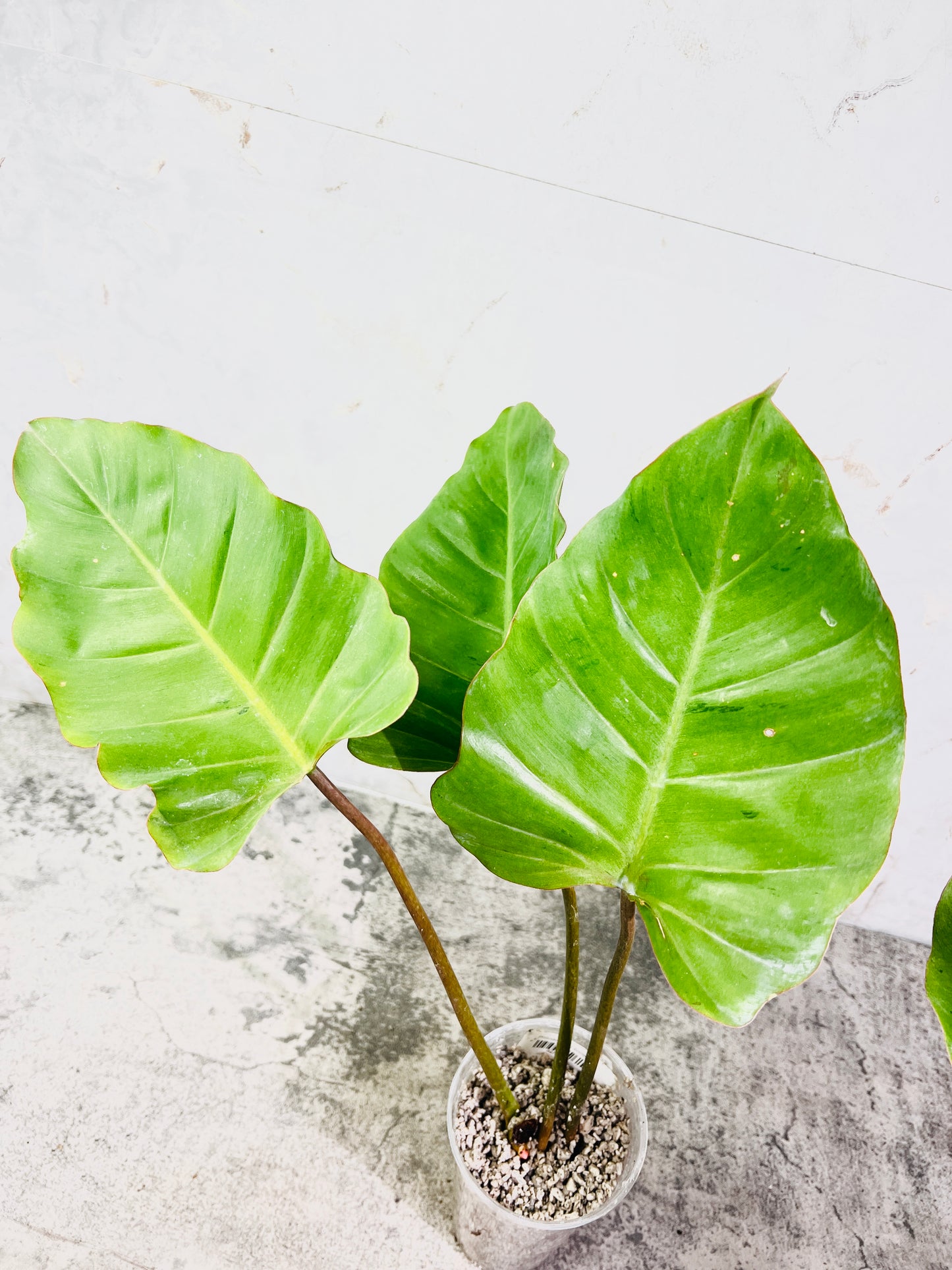Philodendron snowdrifts slightly rooted 3 big leaves 4 sprouts