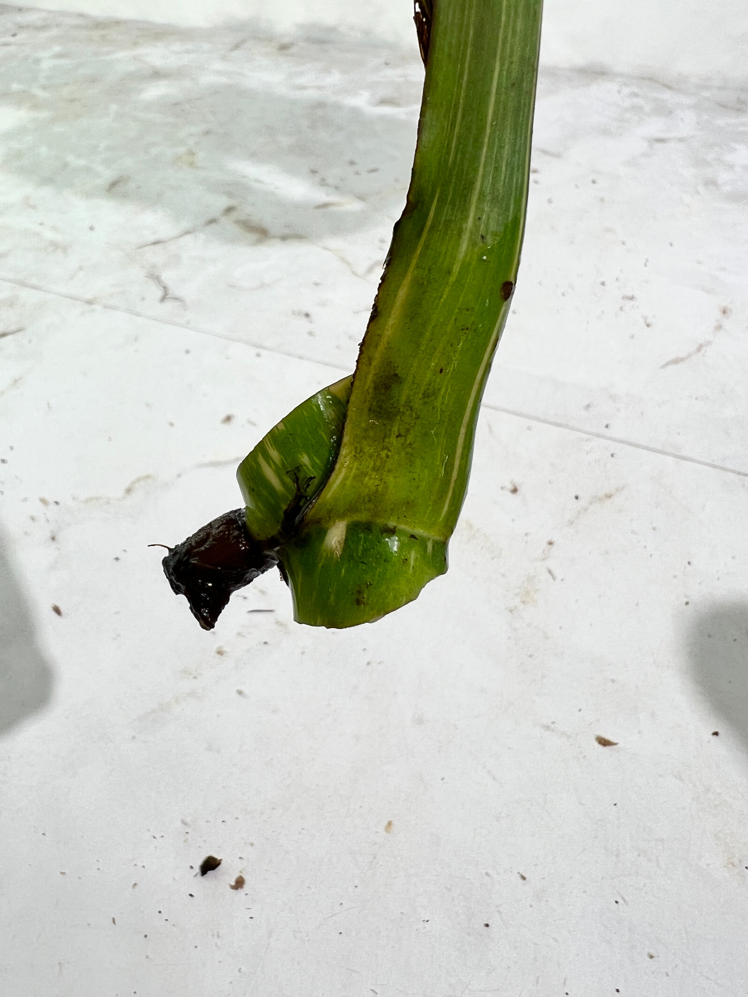 Monstera Thai Constellations rooting cutting