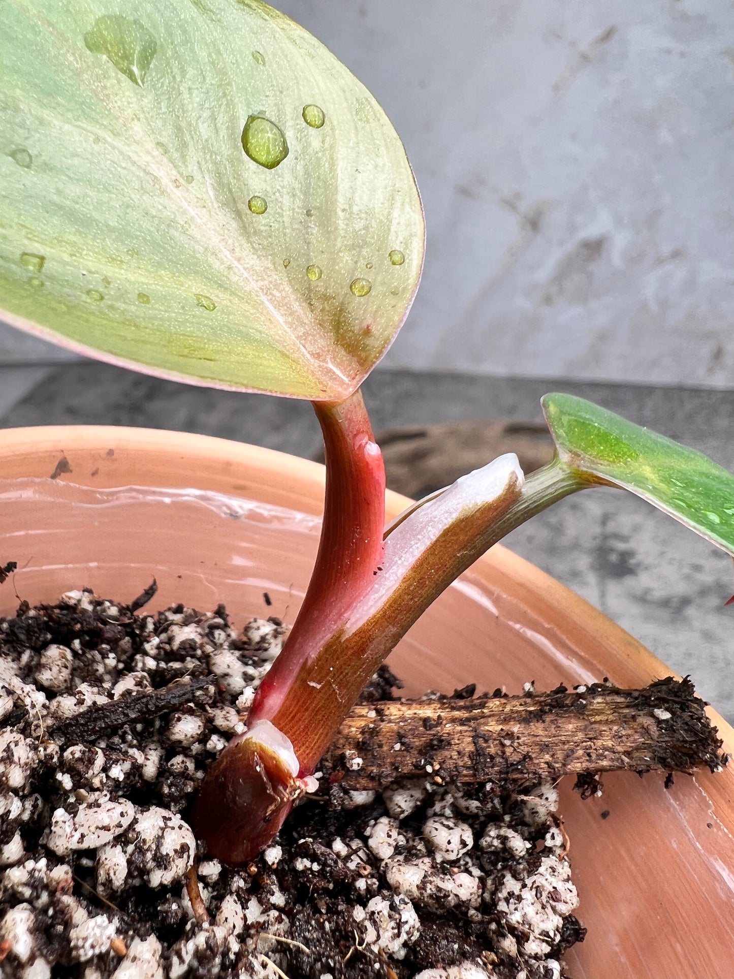 Philodendron white knight tricolor rooting 2 leaves 1 highly Variegated  sprout