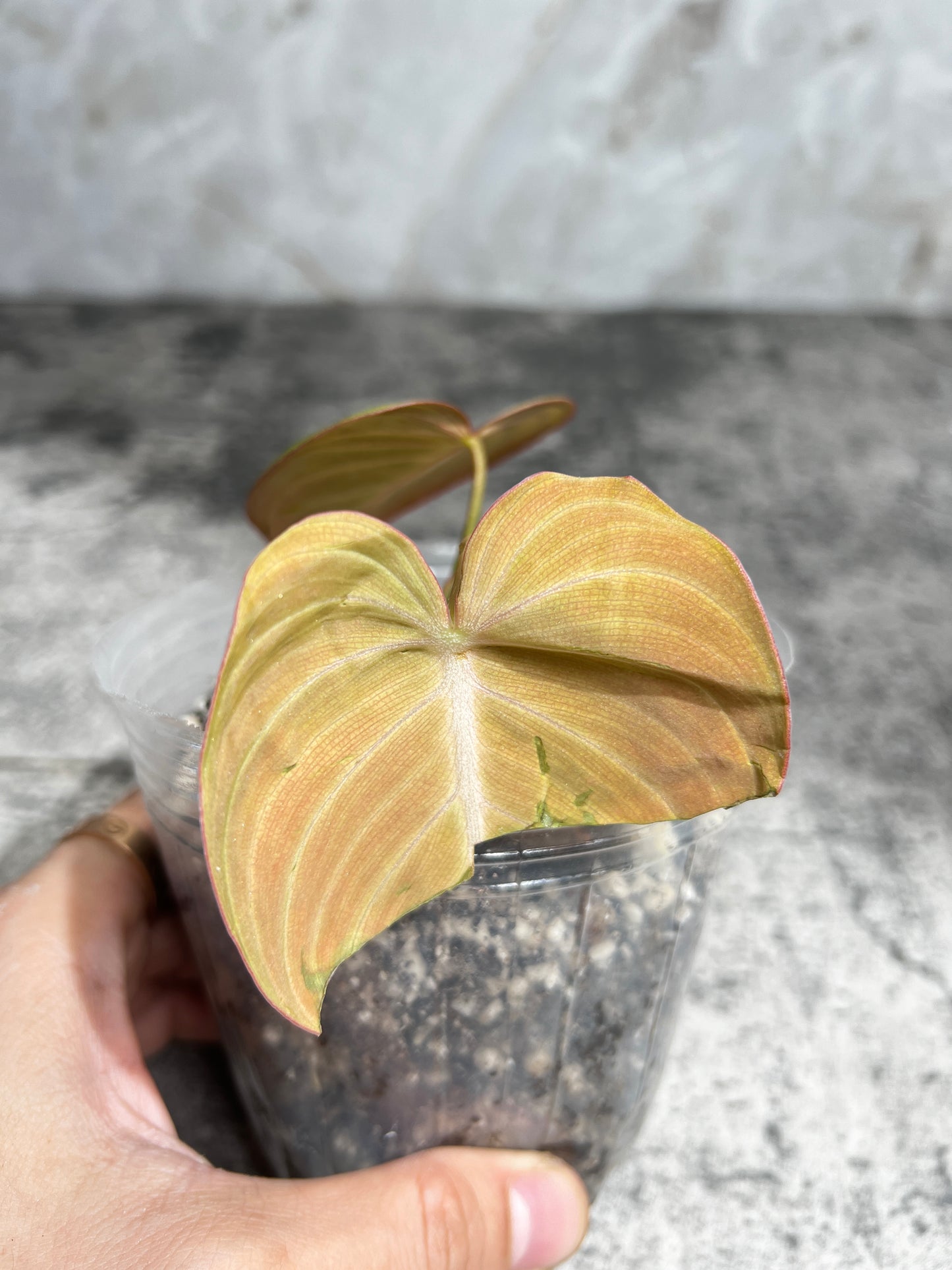 Philodendron glorious rooted 2 leaves top cutting