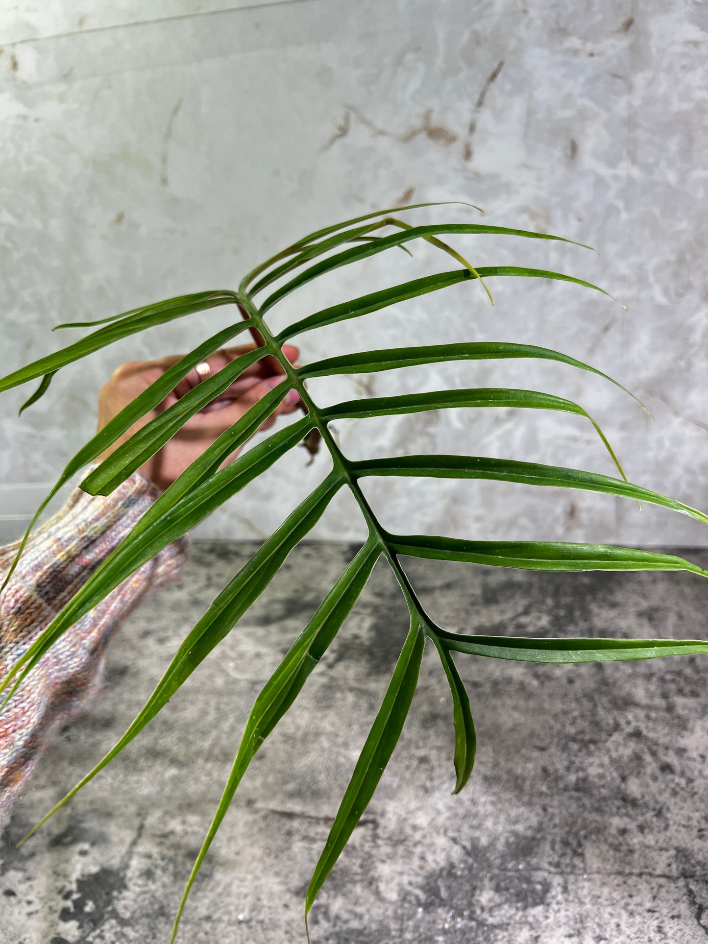 Philodendron Tortum rooting cutting 1 leaf 12” long