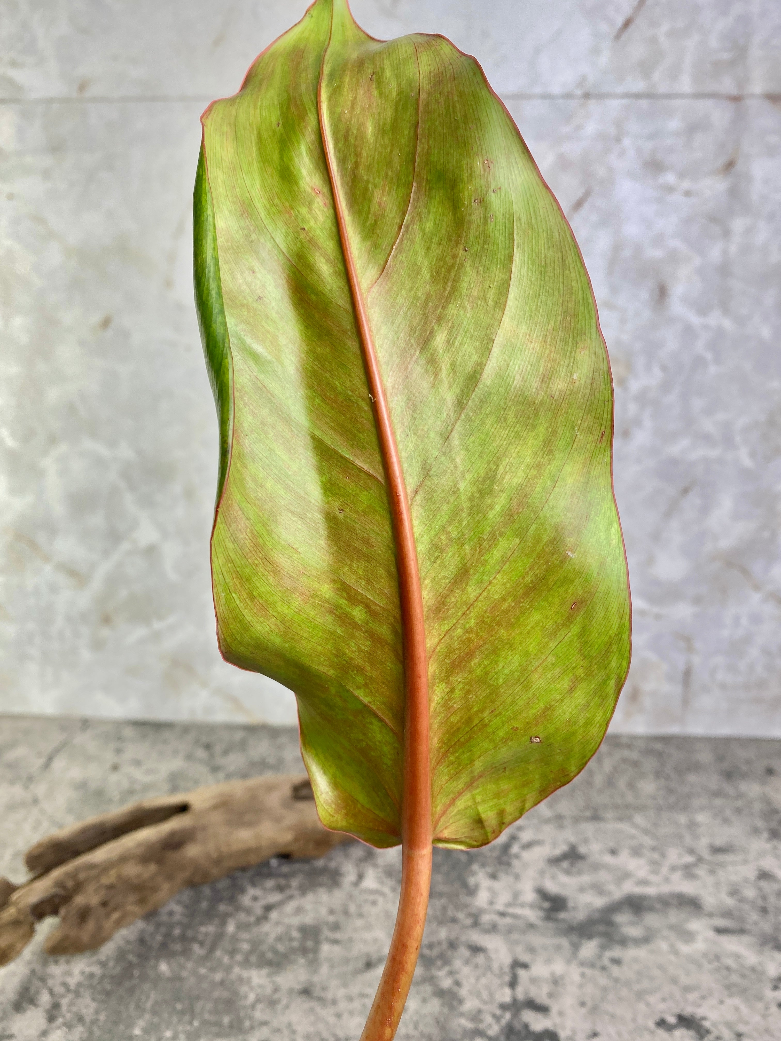 Grower Choice: Philodendron Orange Marmalade 1 leaf 1 growing bud Slightly Rooted