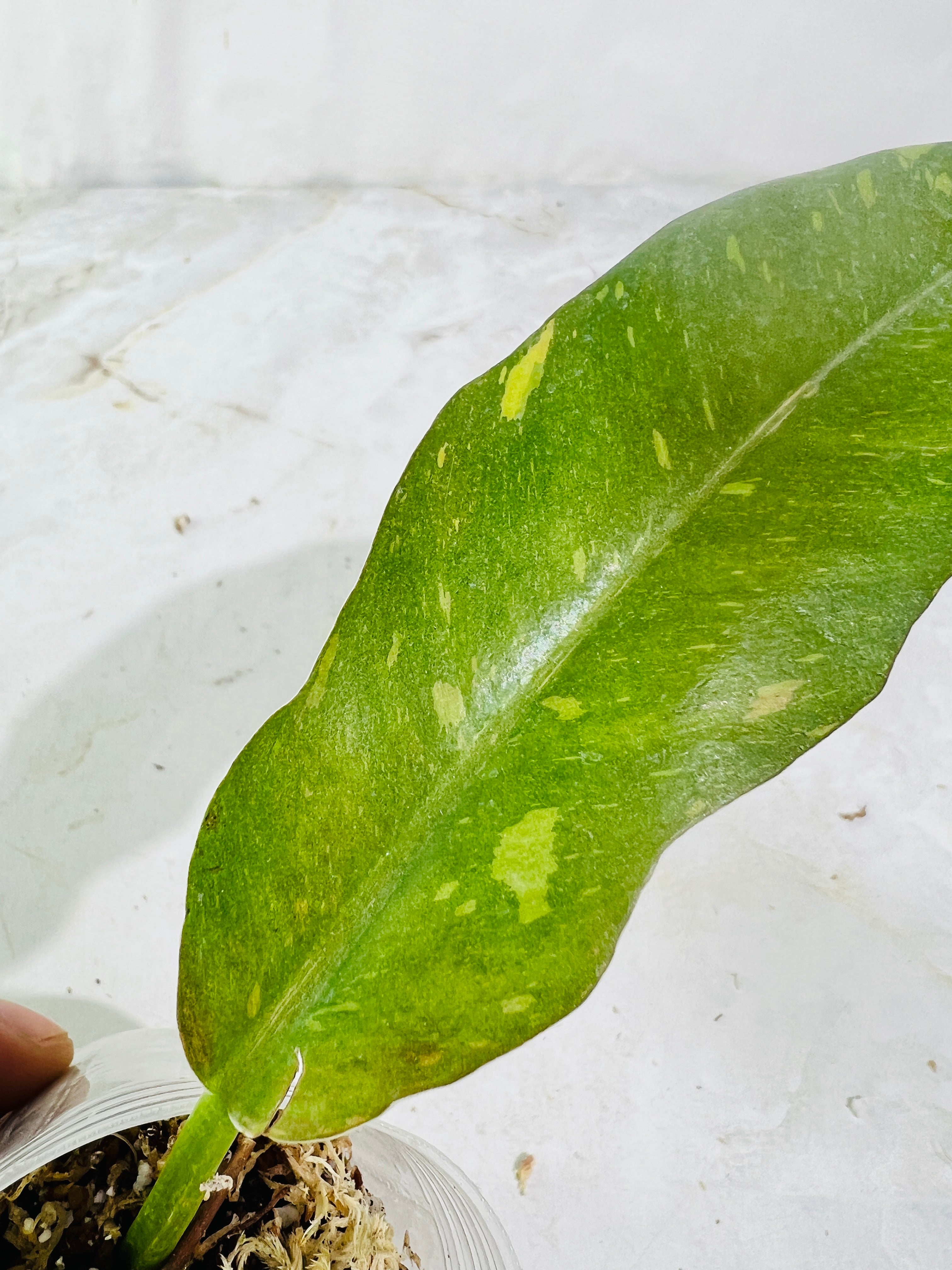 Philodendron ring of fire rooting 1 leaf 2 nodes