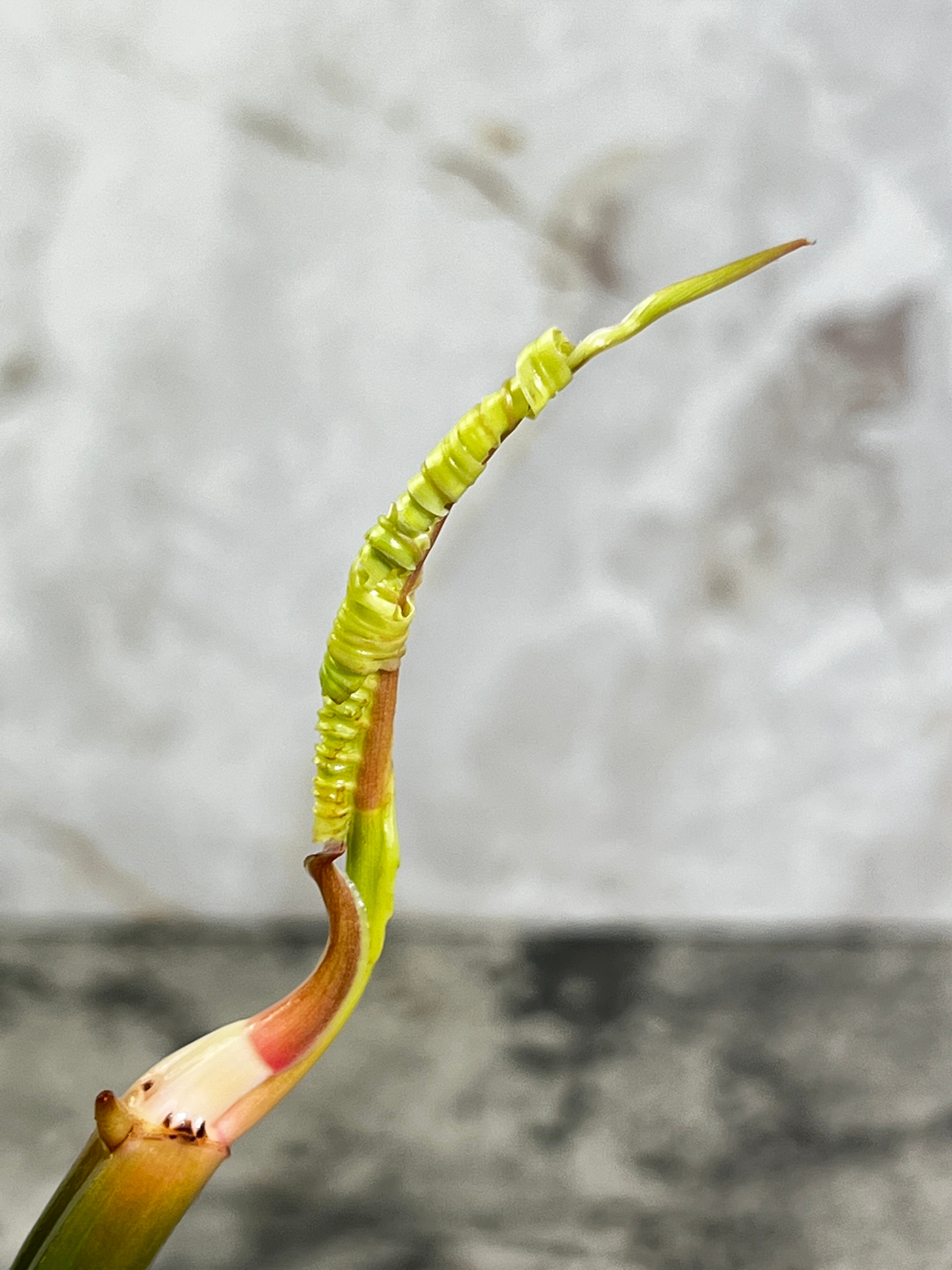 Philodendron Tortum rooting cutting 2 leaves  1 sprout top cutting