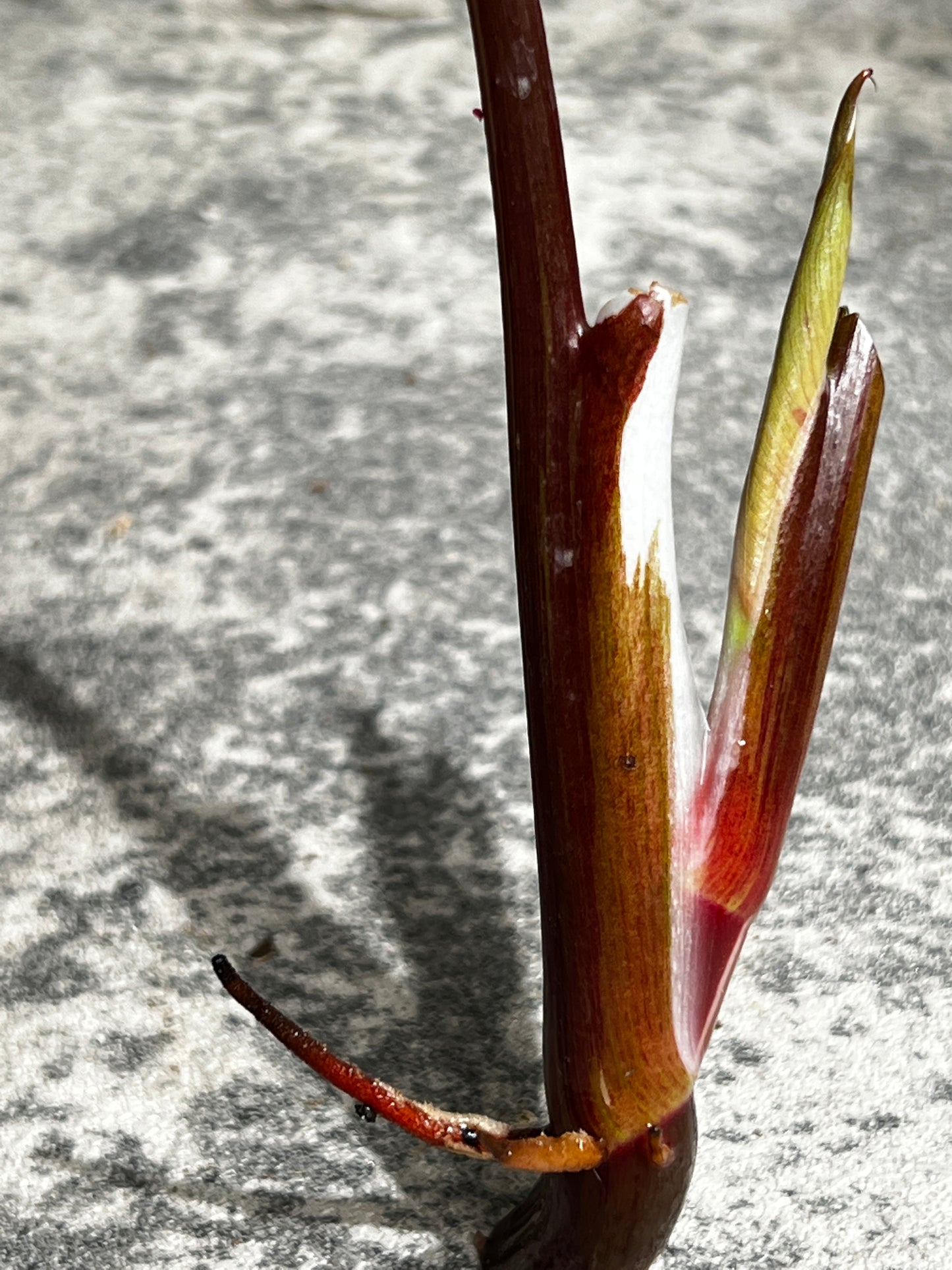 Philodendron white knight tricolor