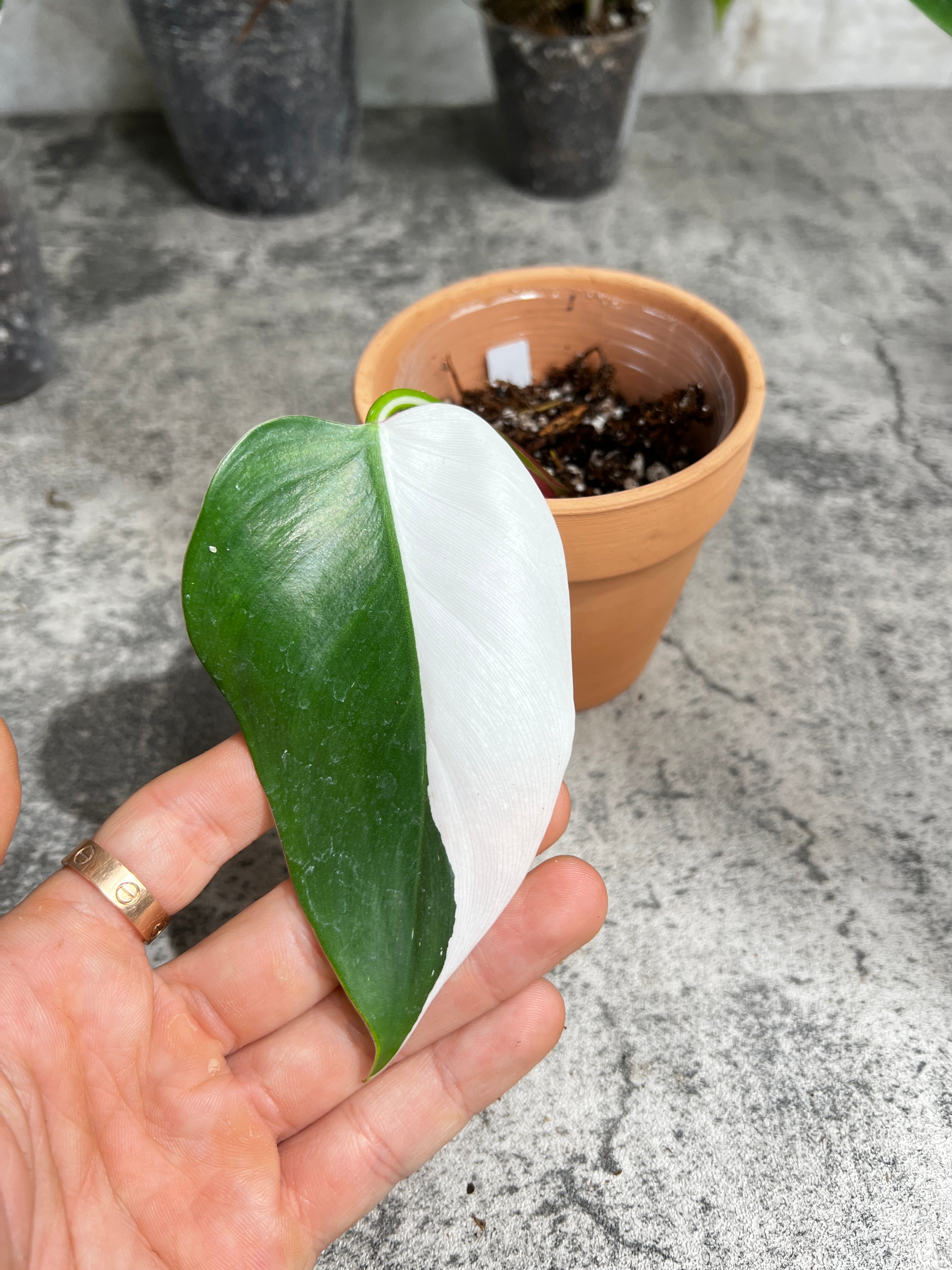 Philodendron white princess slightly rooted  1 leaf half moon