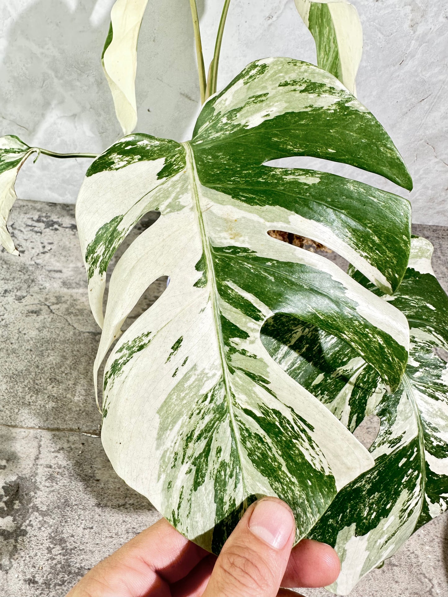 Monstera albo variegated 5 leaves Rooted