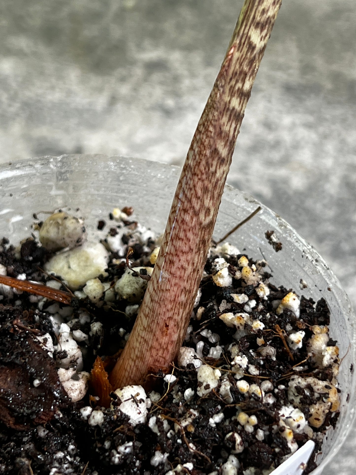 Alocasia Jacklyn rooted 1 leaf