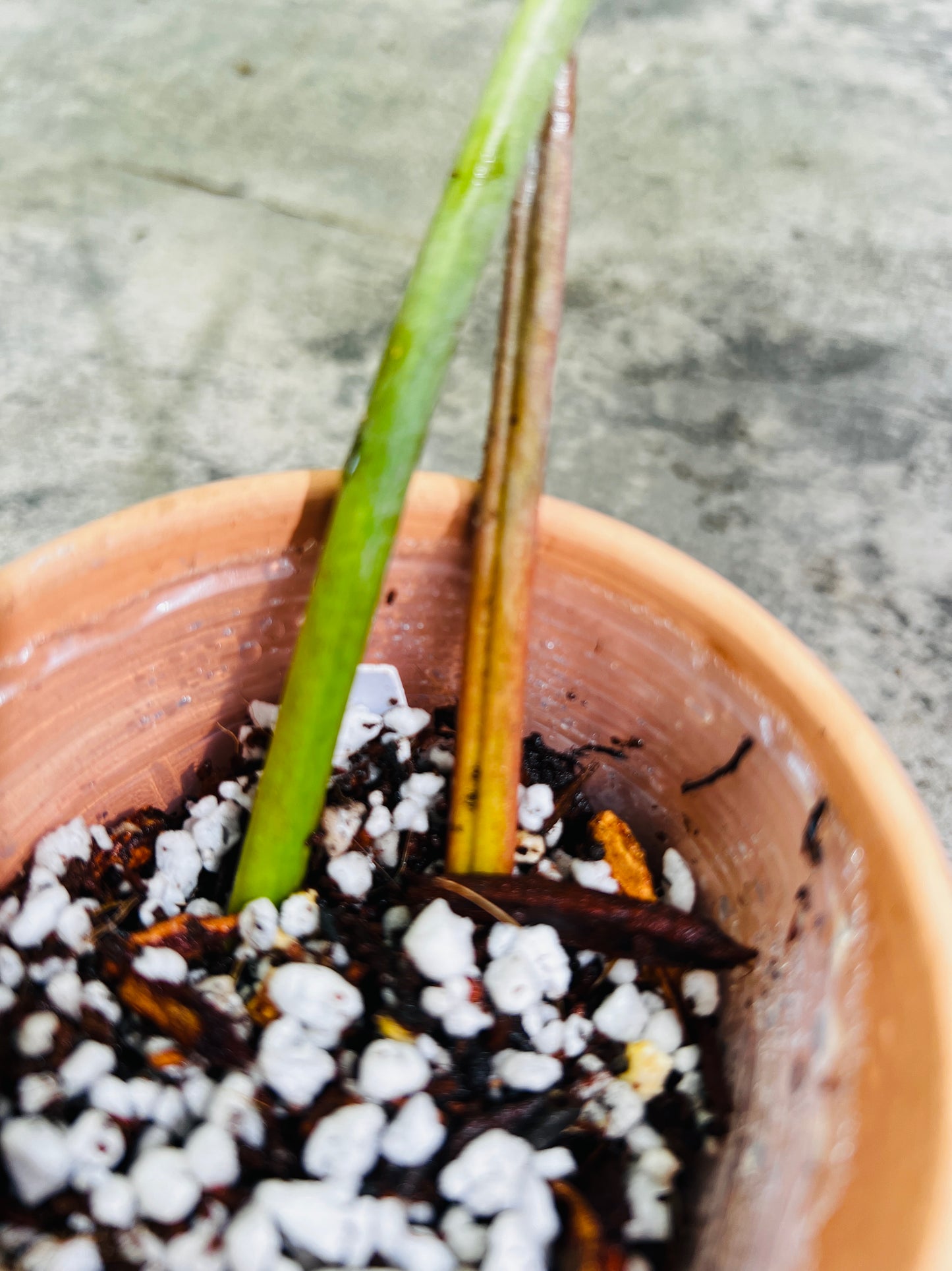 Philodendron snowdrifts slightly rooted 2 leaves