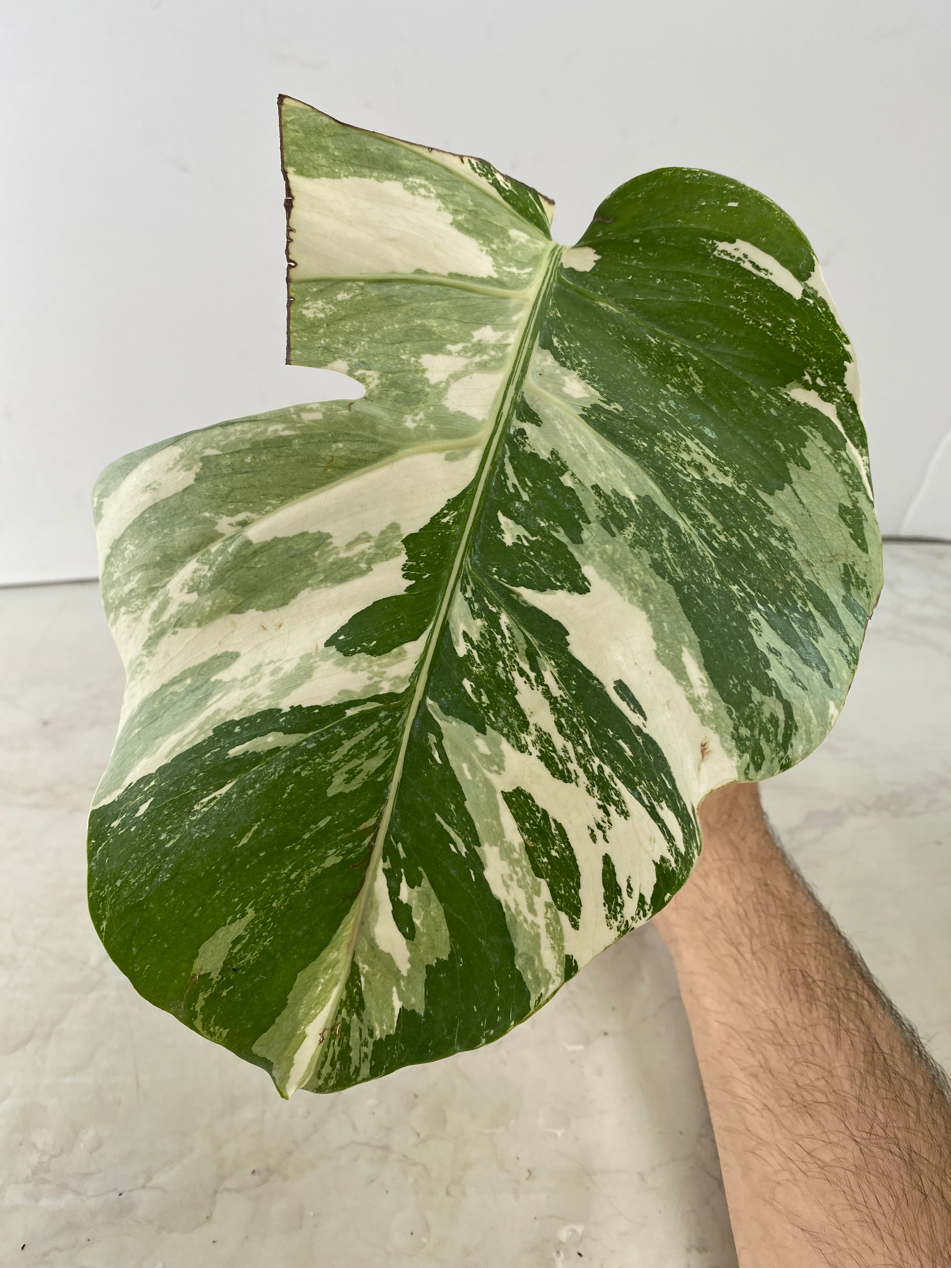 Monstera white tiger 1 leaf