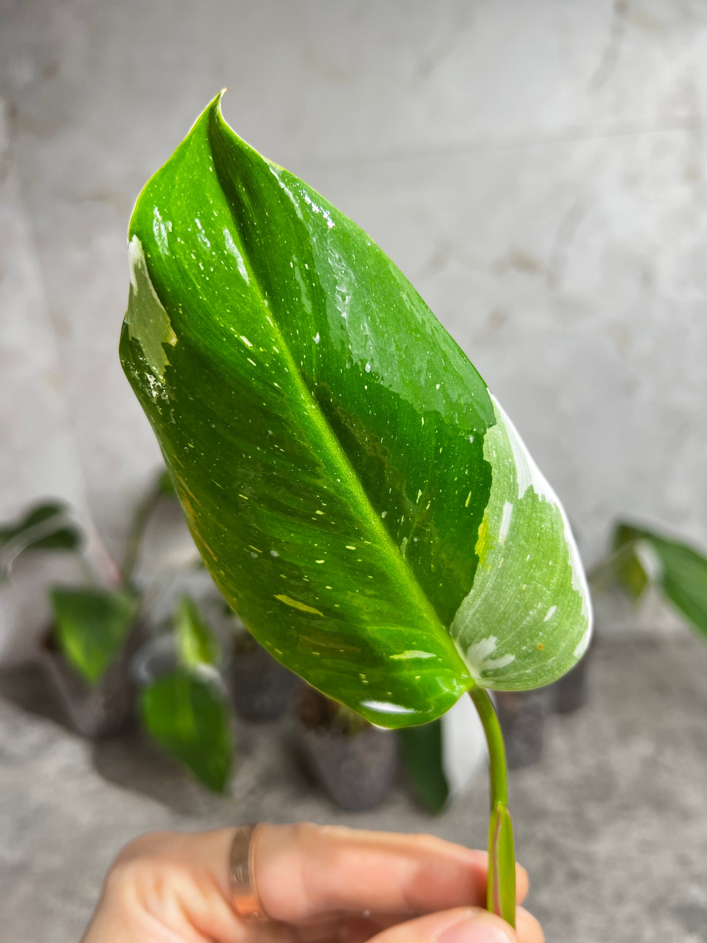 Philodendron white princess rooting  1 leaf 1 sprout  from highly Variegated mother plant
