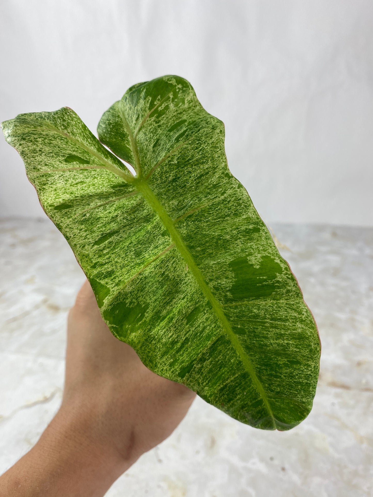 Philodendron paraiso verde 1 leaf 1 sprout rooted top cutting