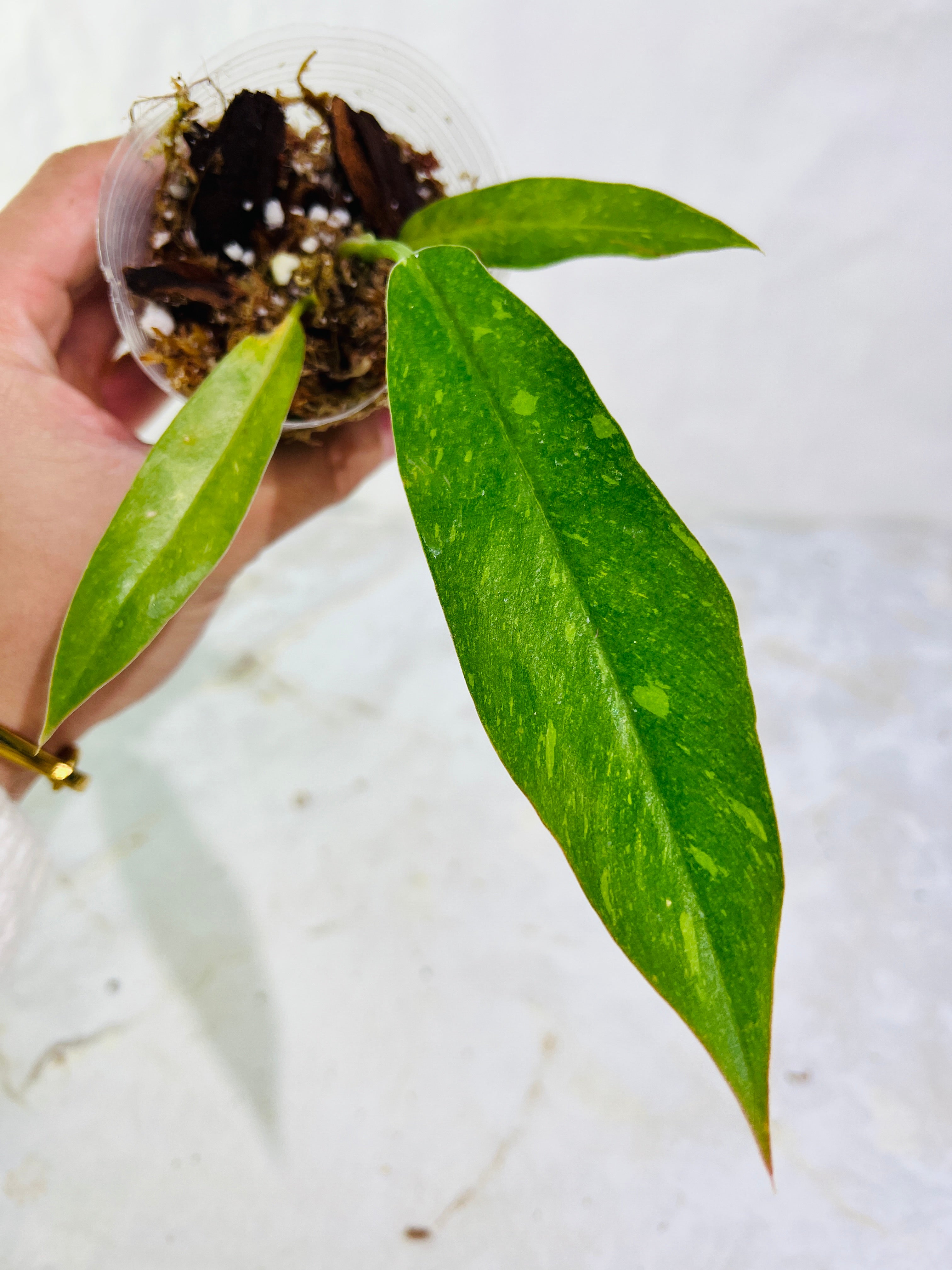 Philodendron ring of fire slightly rooted  3 leaves multiple nodes