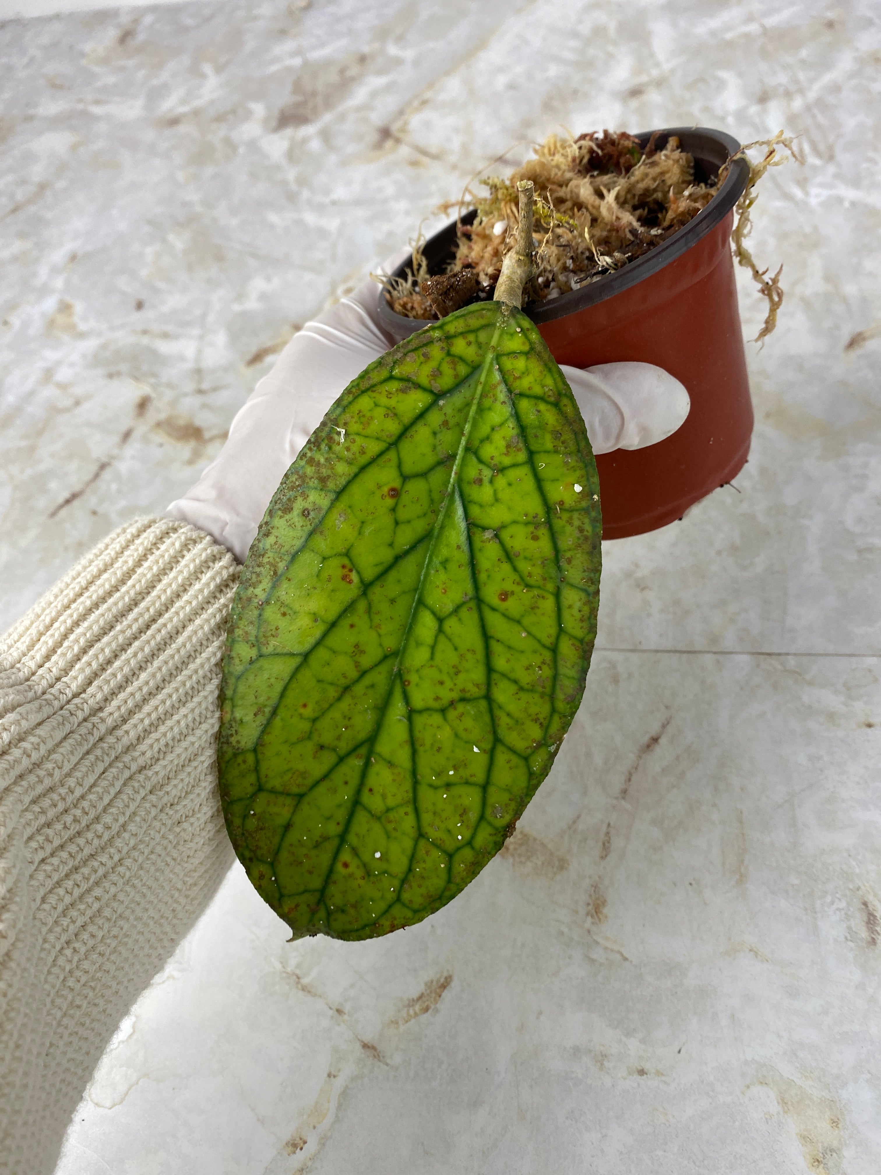 Hoya Tanggamus