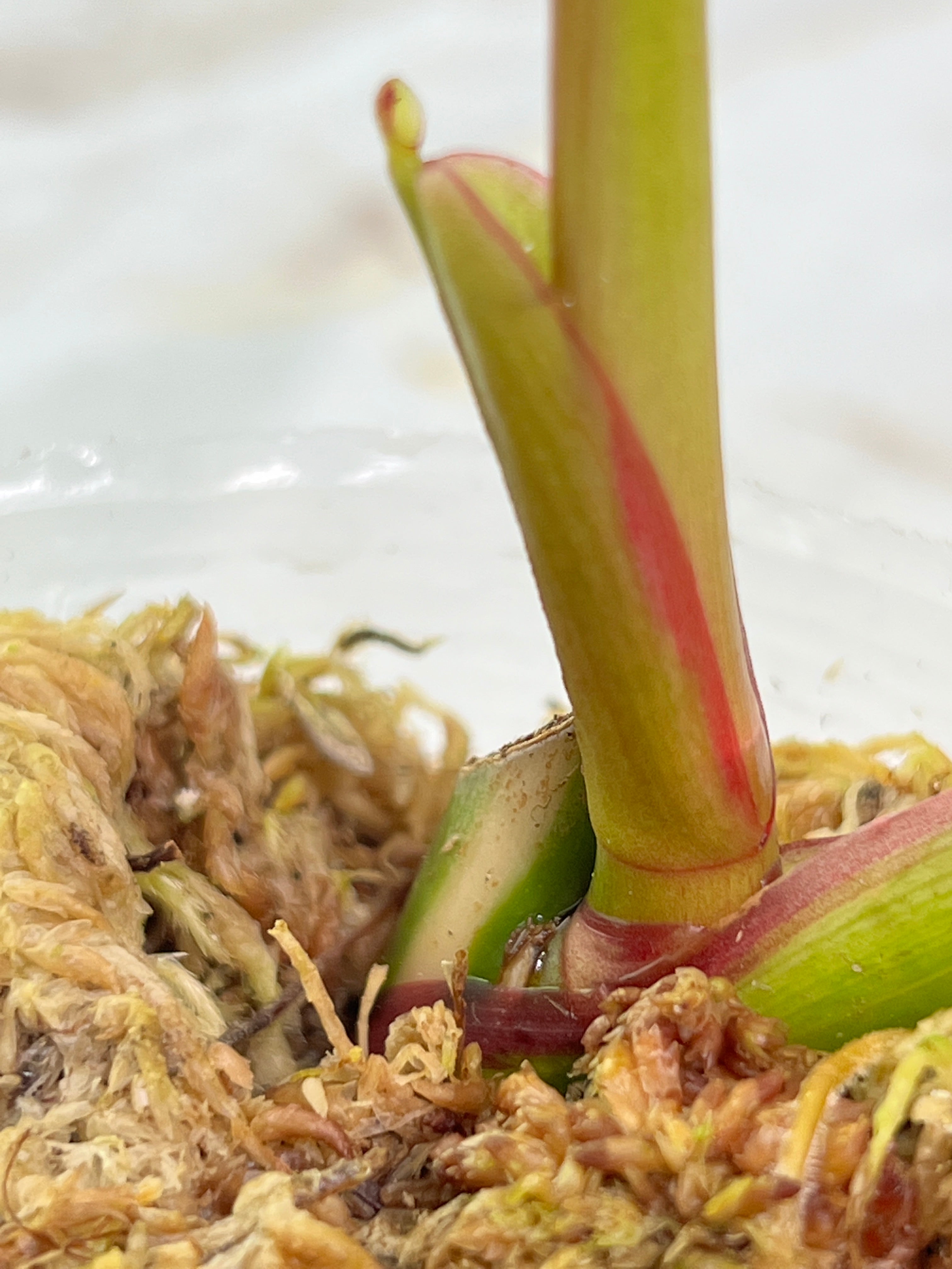 Philodendron white princess rooted  2 leaves 1 sprout