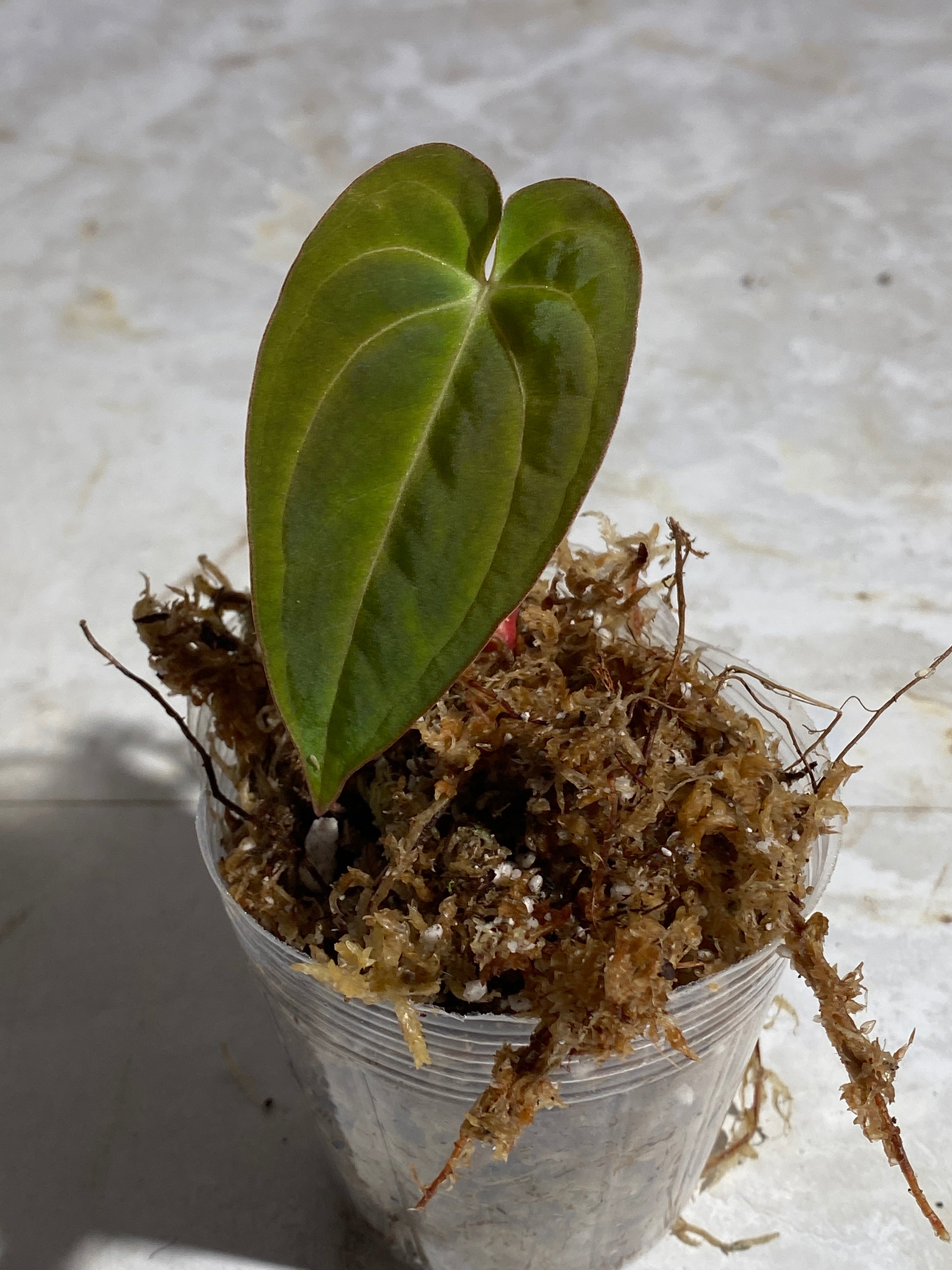 Anthurium Dark Phoenix slightly rooted