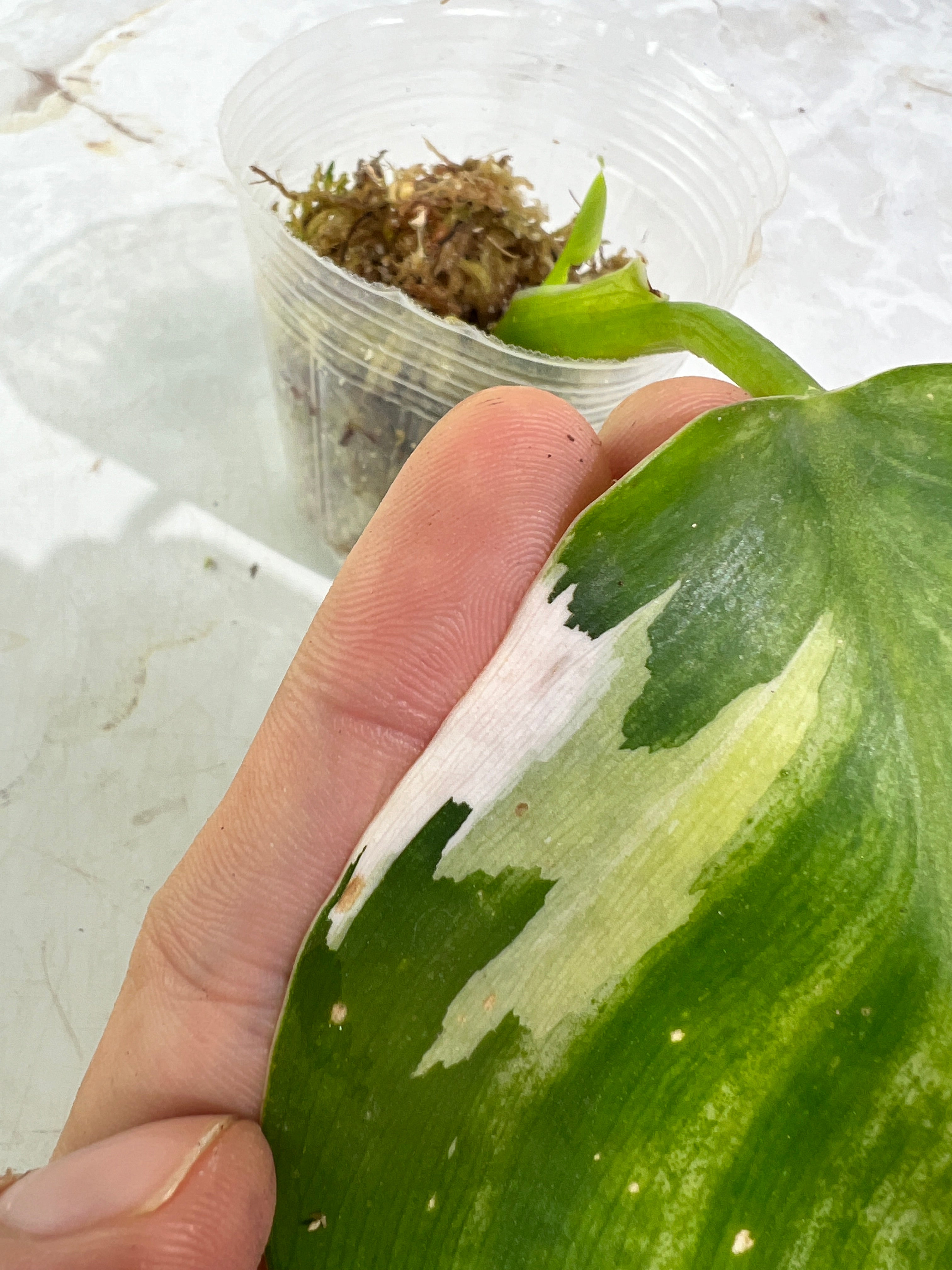 Philodendron white wizard slightly rooted  2 leaves