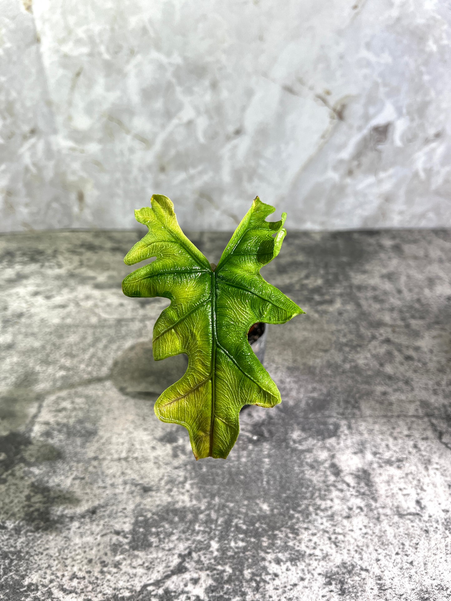 Alocasia Jacklyn rooted 1 leaf