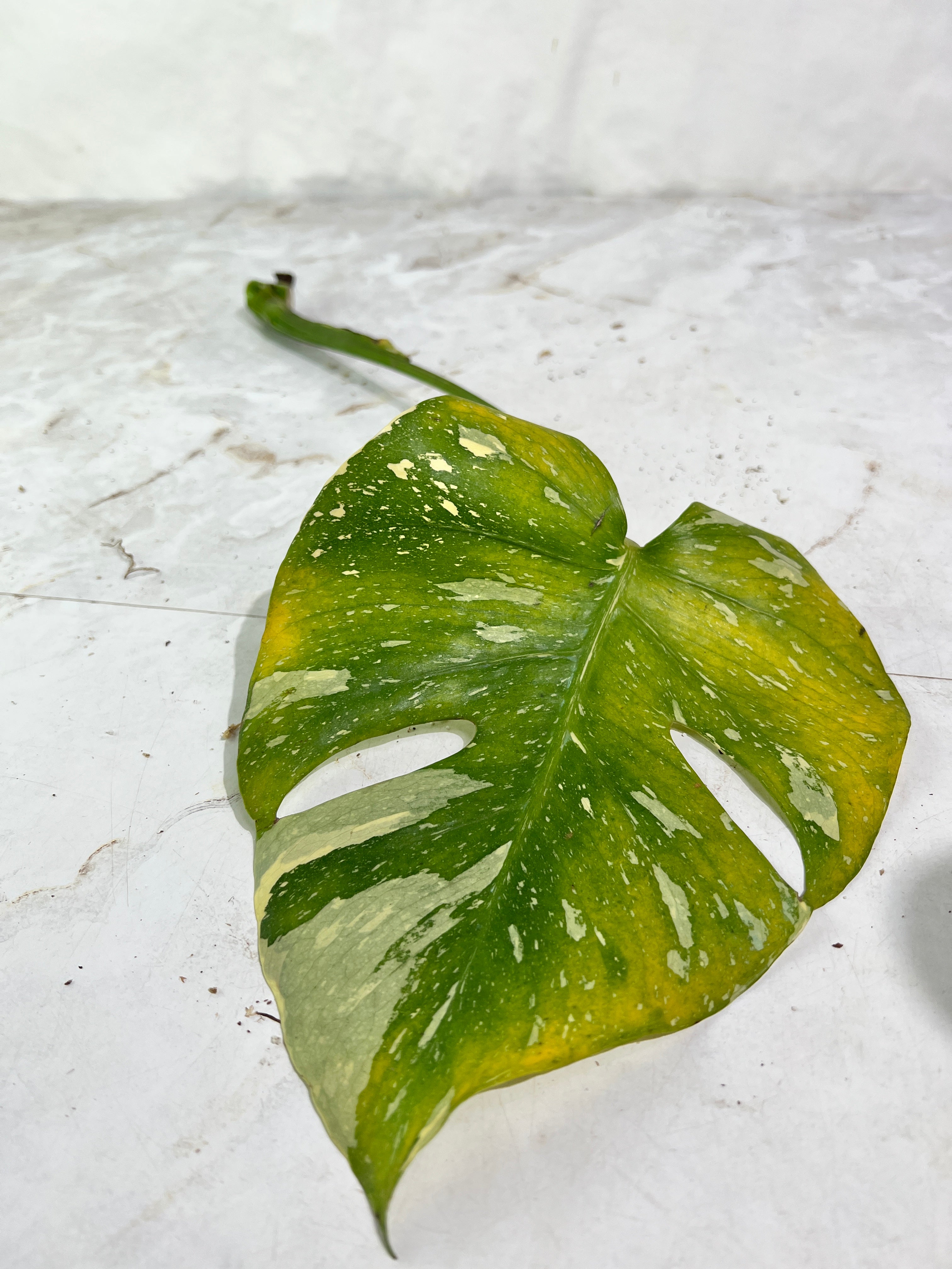 Monstera Thai Constellations rooting cutting