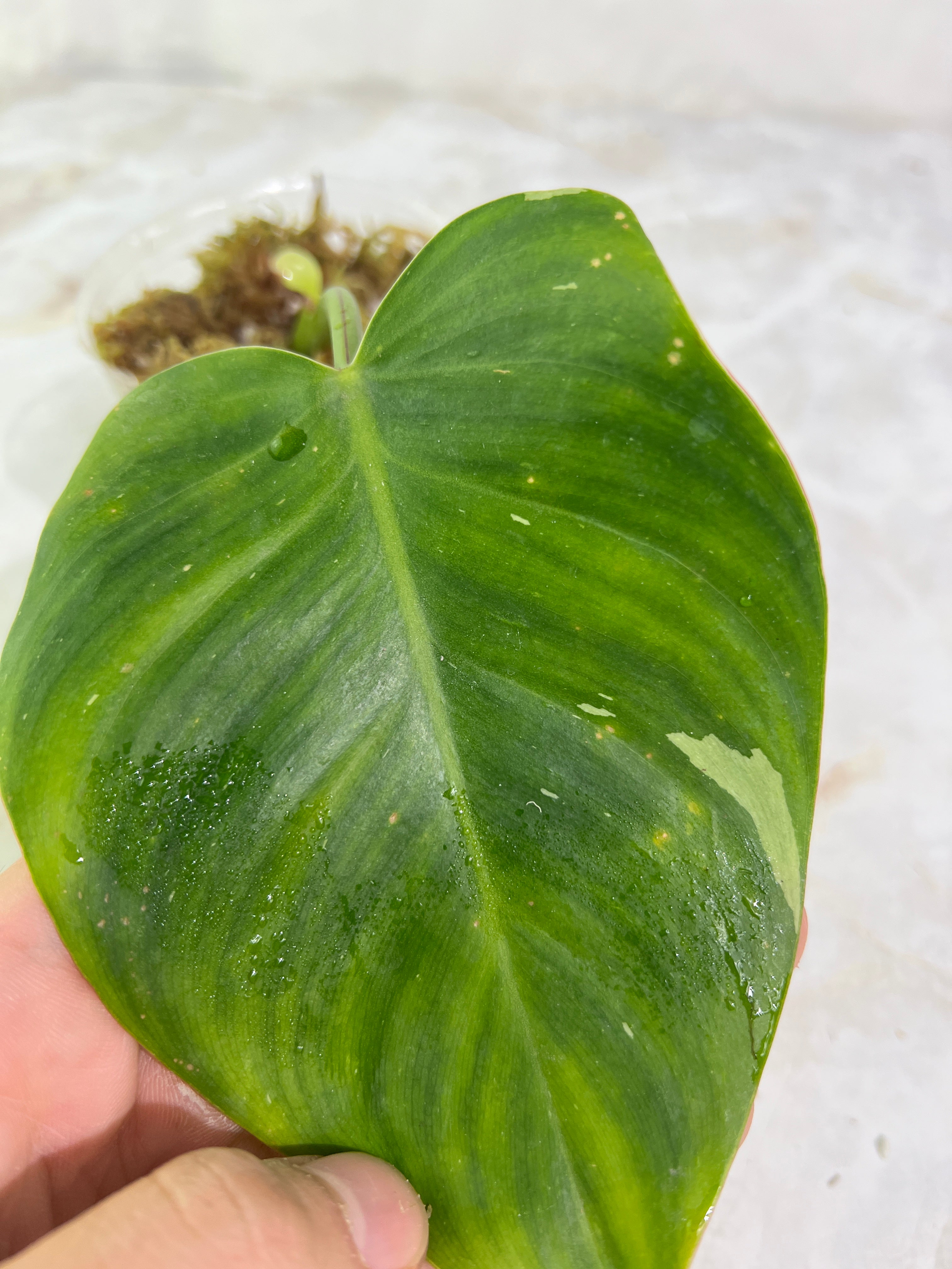 Philodendron white princess rooted  2 leaves