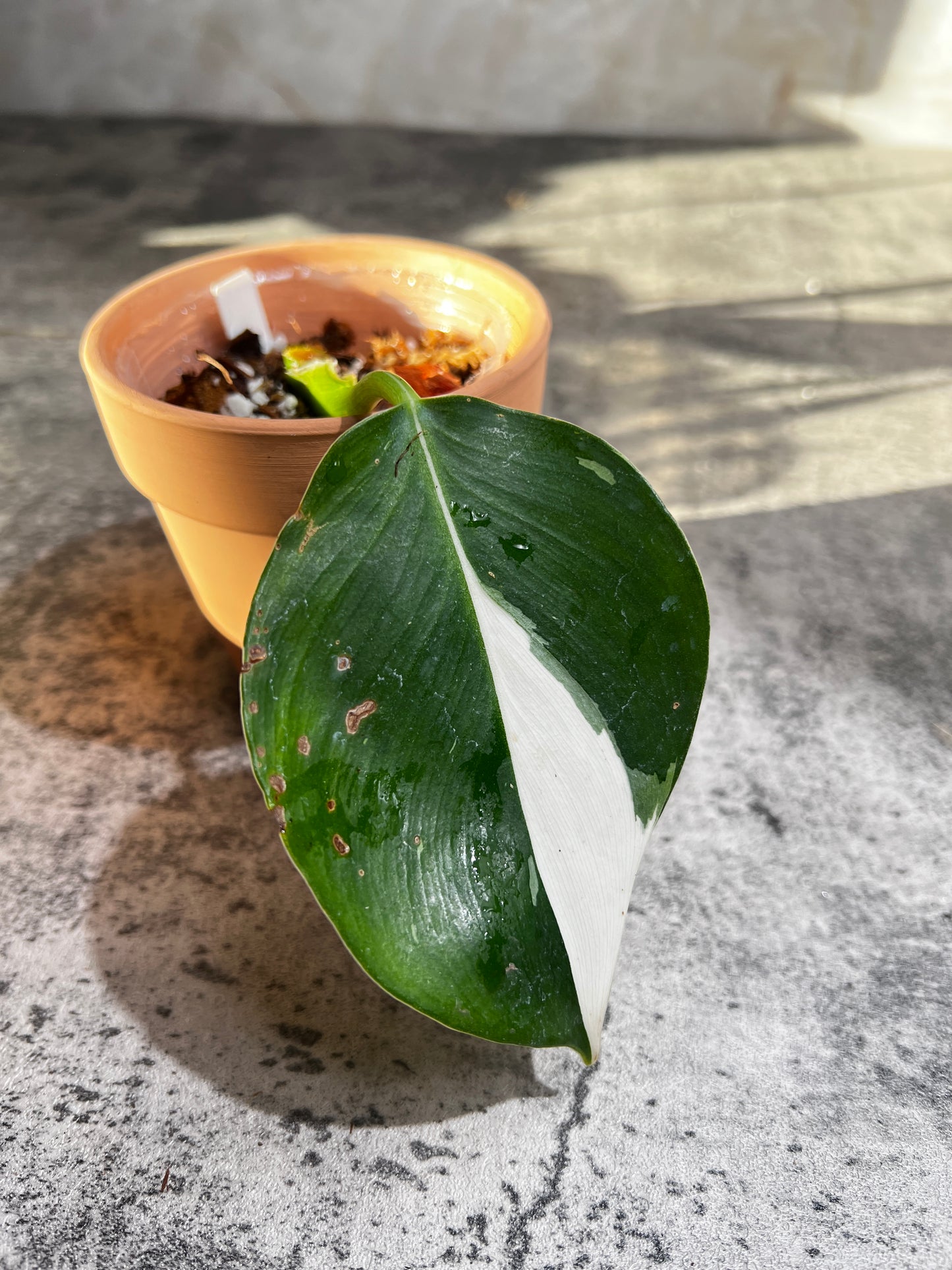 Philodendron white wizard rooted 1 leaf highly Variegated
