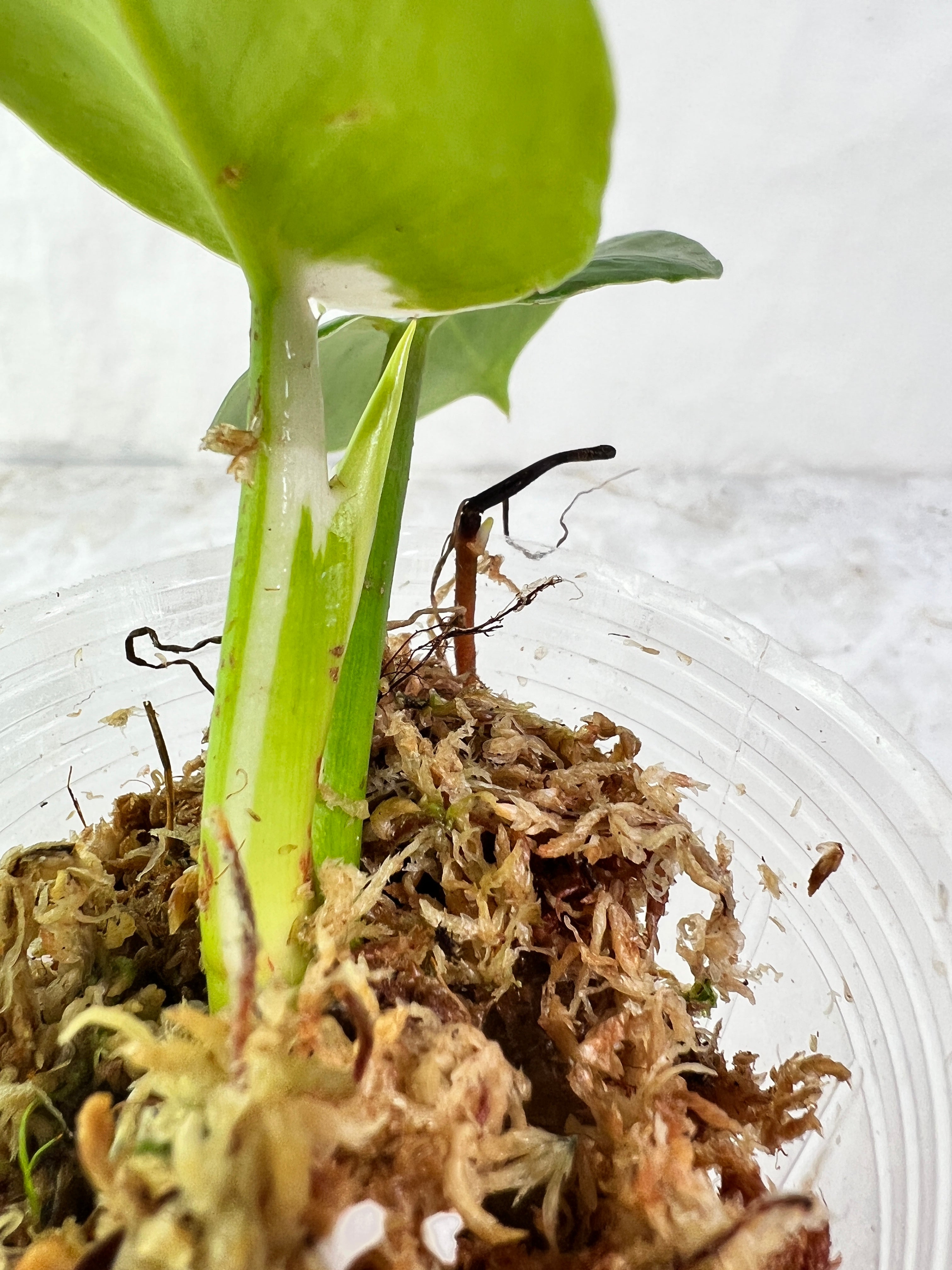 Philodendron white wizard slightly rooted  2 leaves 1 sprout top cutting