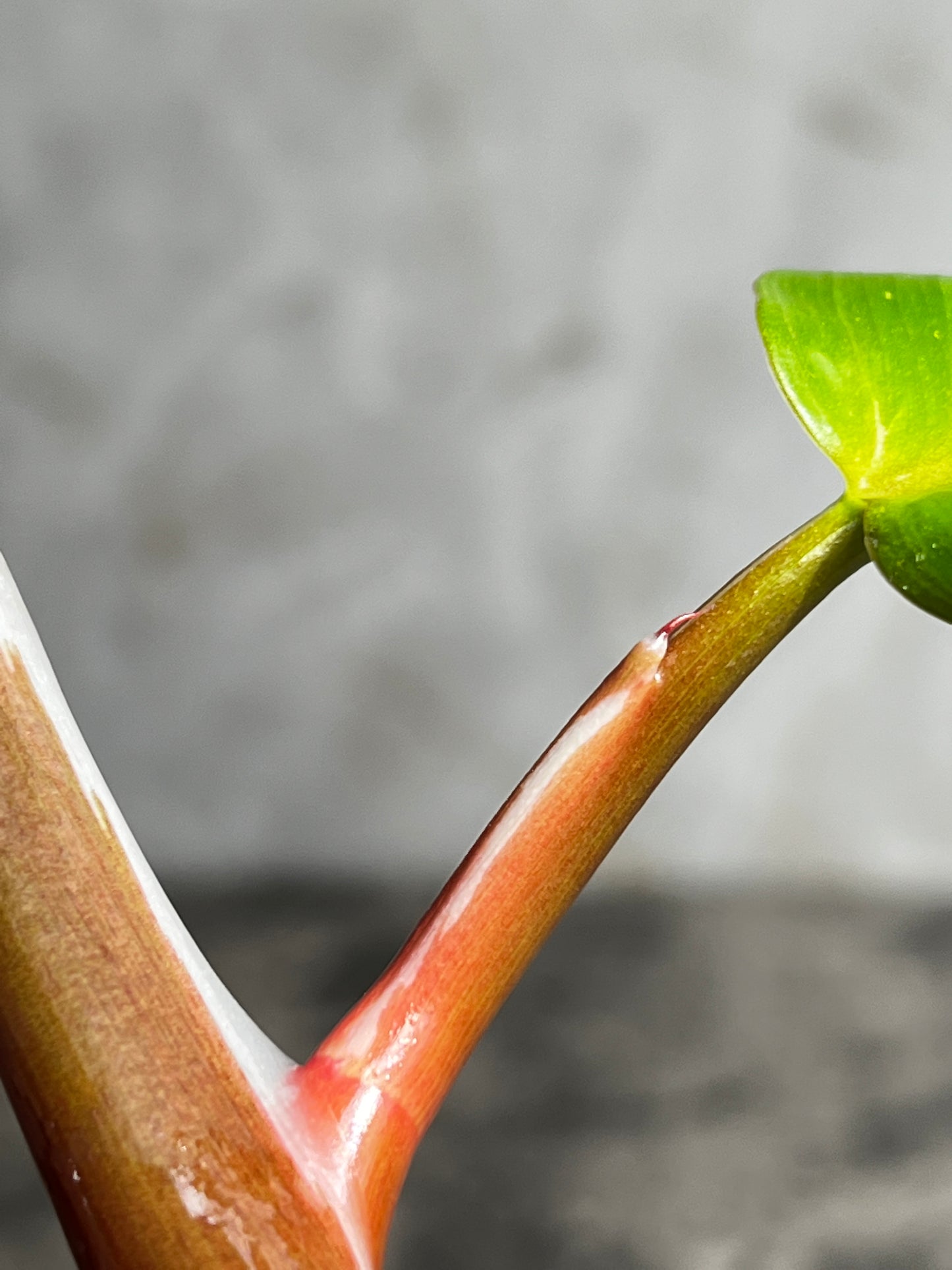 Philodendron white knight slightly rooting  2 leaves 1 sprout  highly Variegated