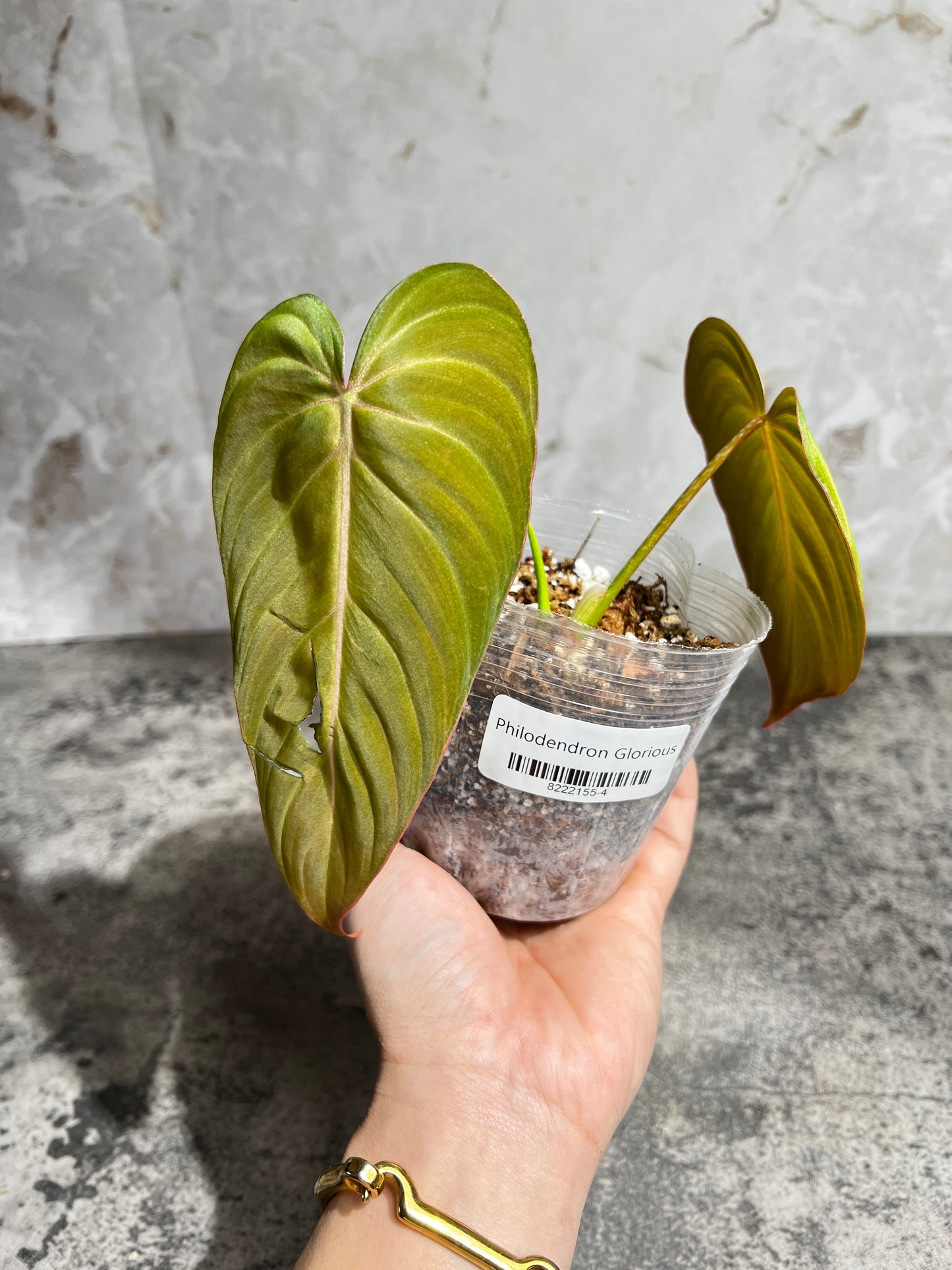 Philodendron glorious slightly rooted 2 leaves 1 sprout  top cutting