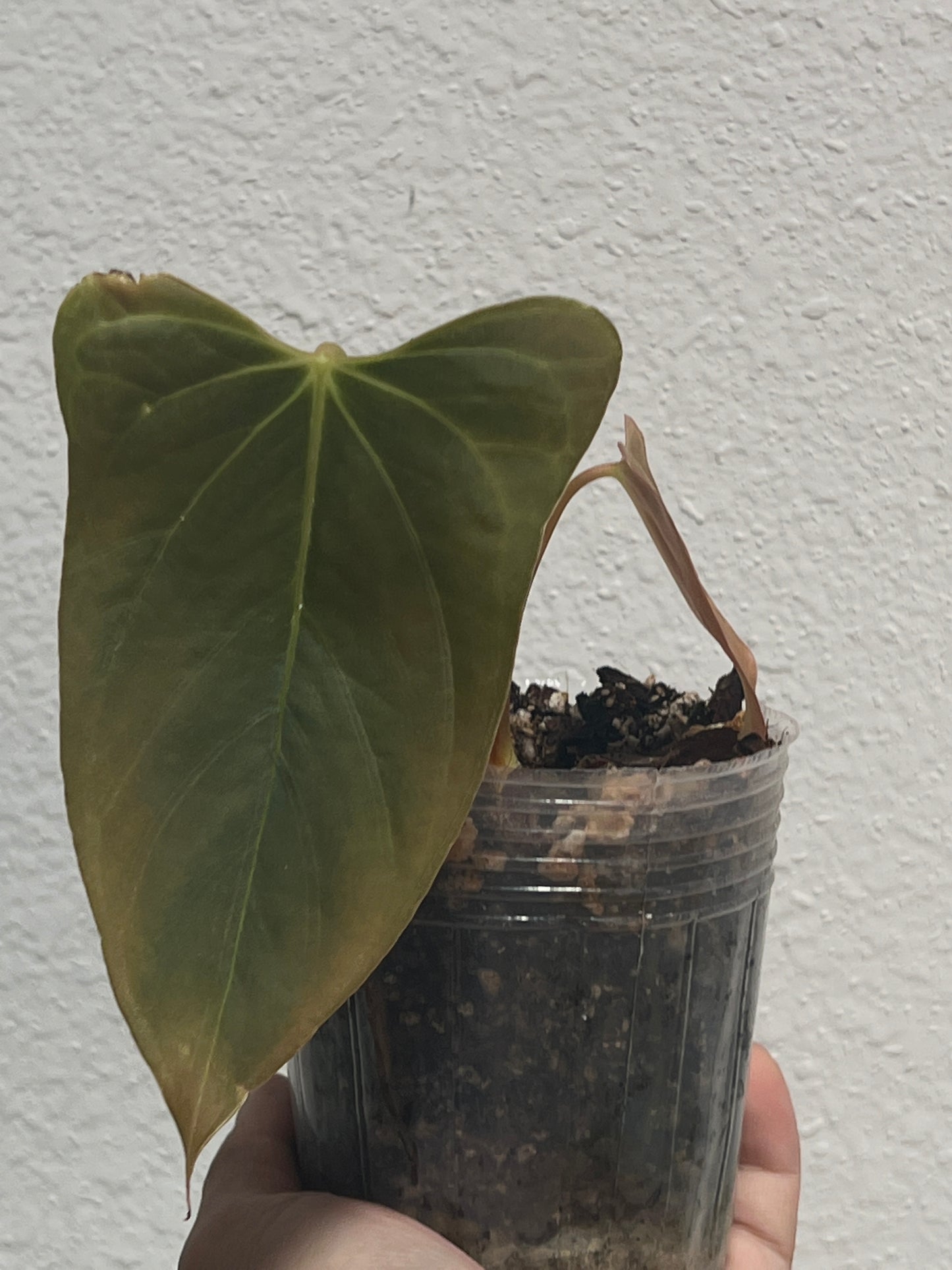 Anthurium Portillae Rooted