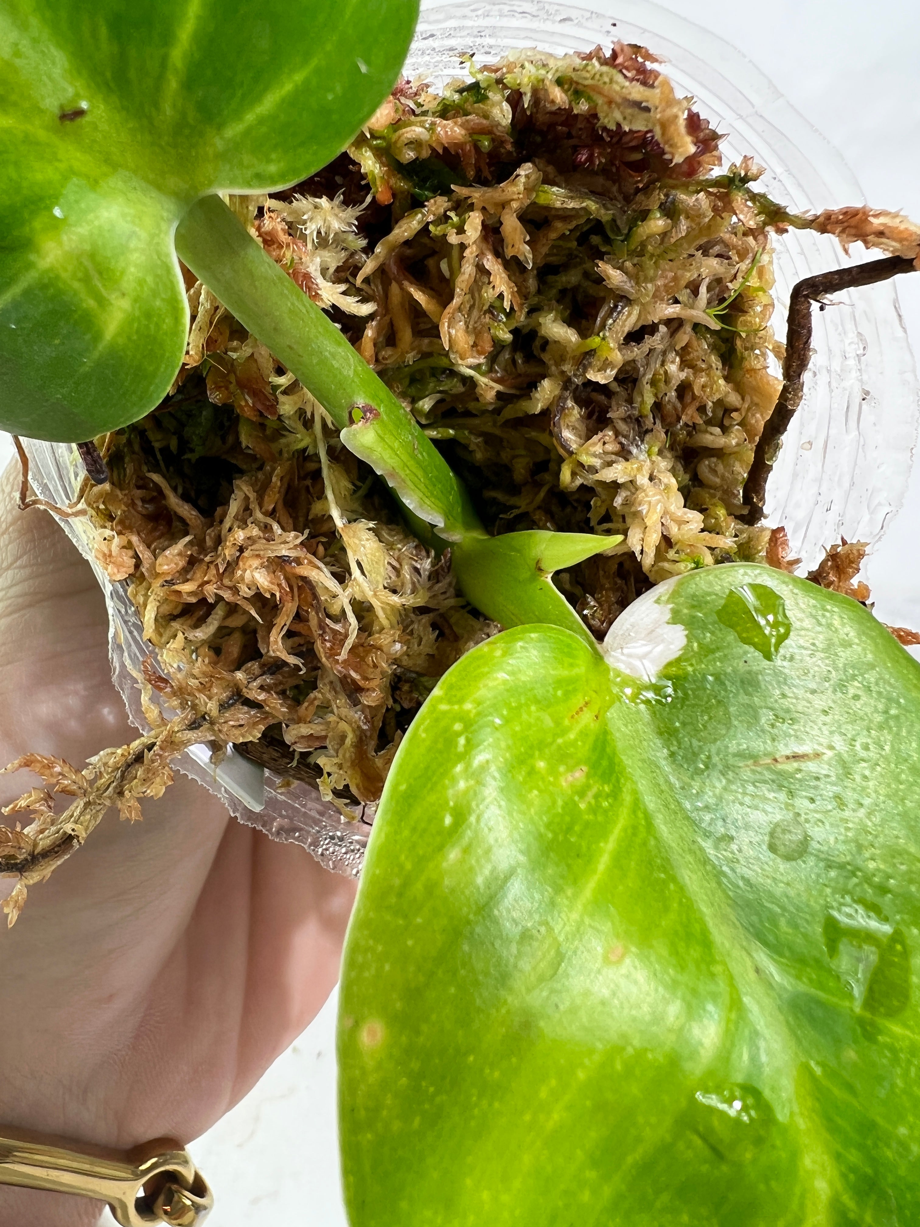 Philodendron white wizard slightly rooted  2 leaves 1 sprout top cutting