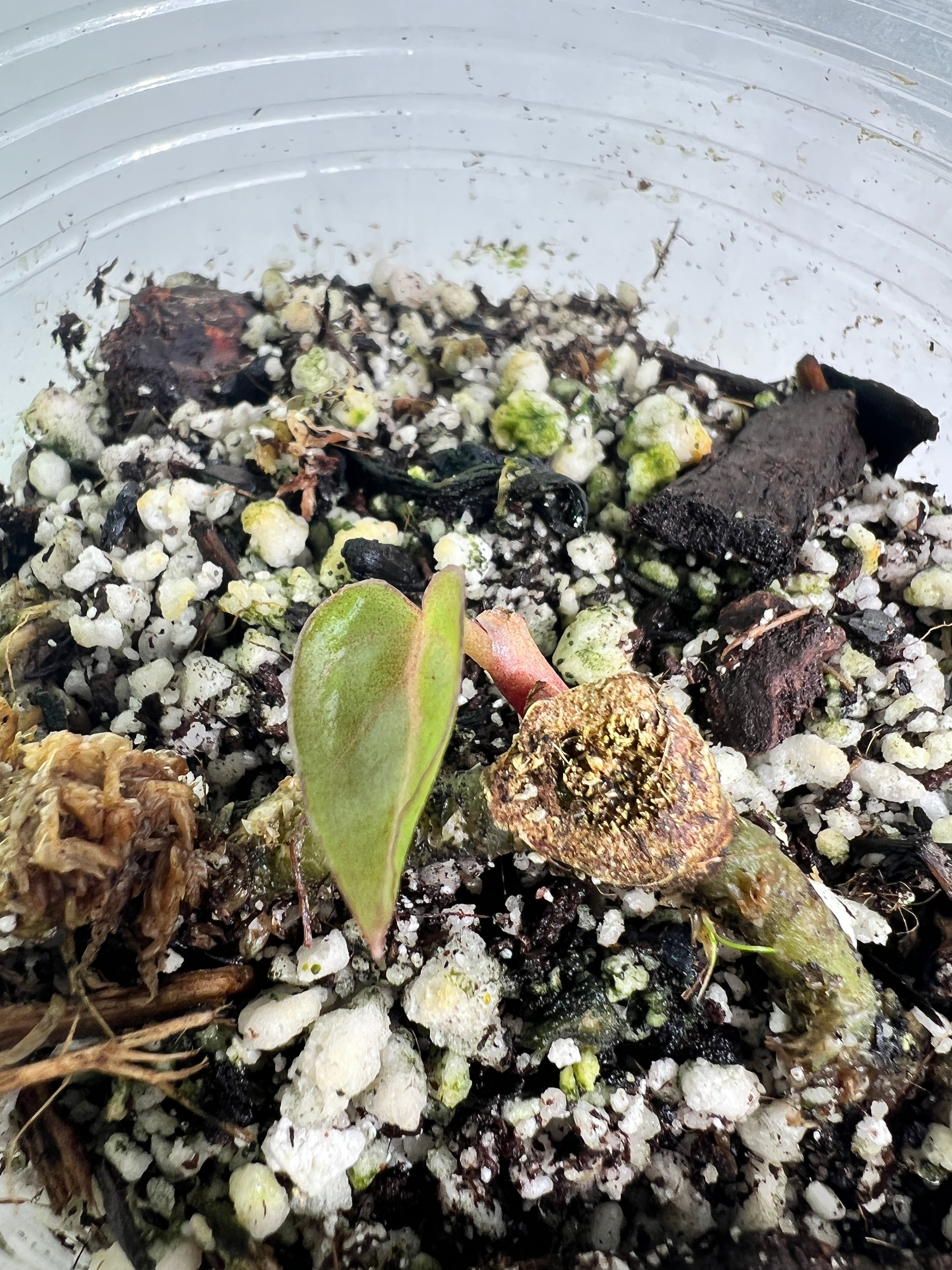 Anthurium raven’s heart rooted 1 leaf