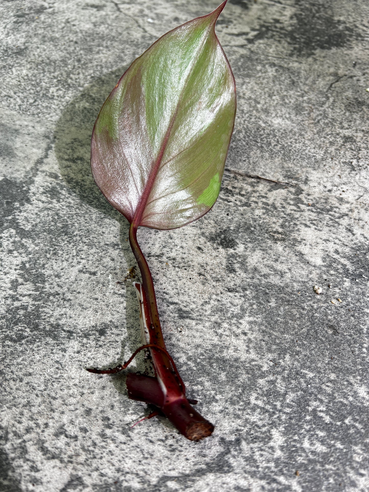 Philodendron white knight tricolor rooting cutting