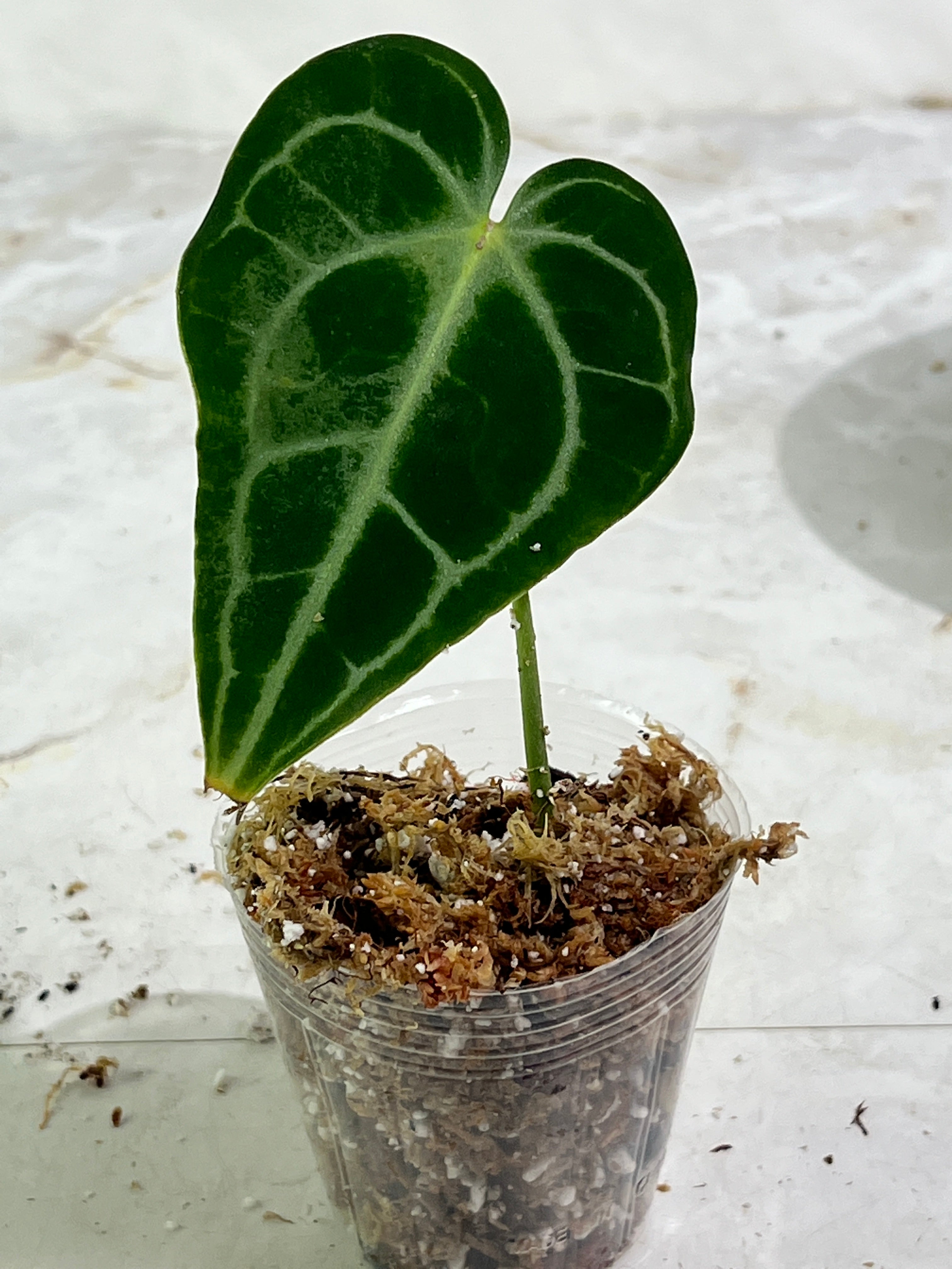 Anthurium king clarinevium slightly Rooted 1 leaf