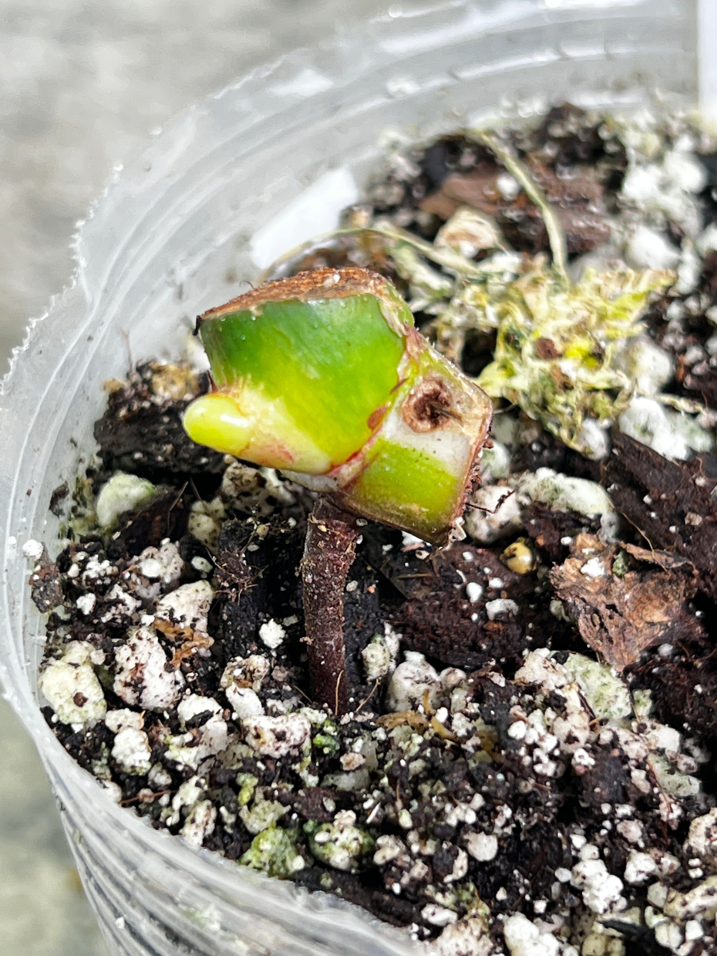 Philodendron white princess rooted 1 sprout