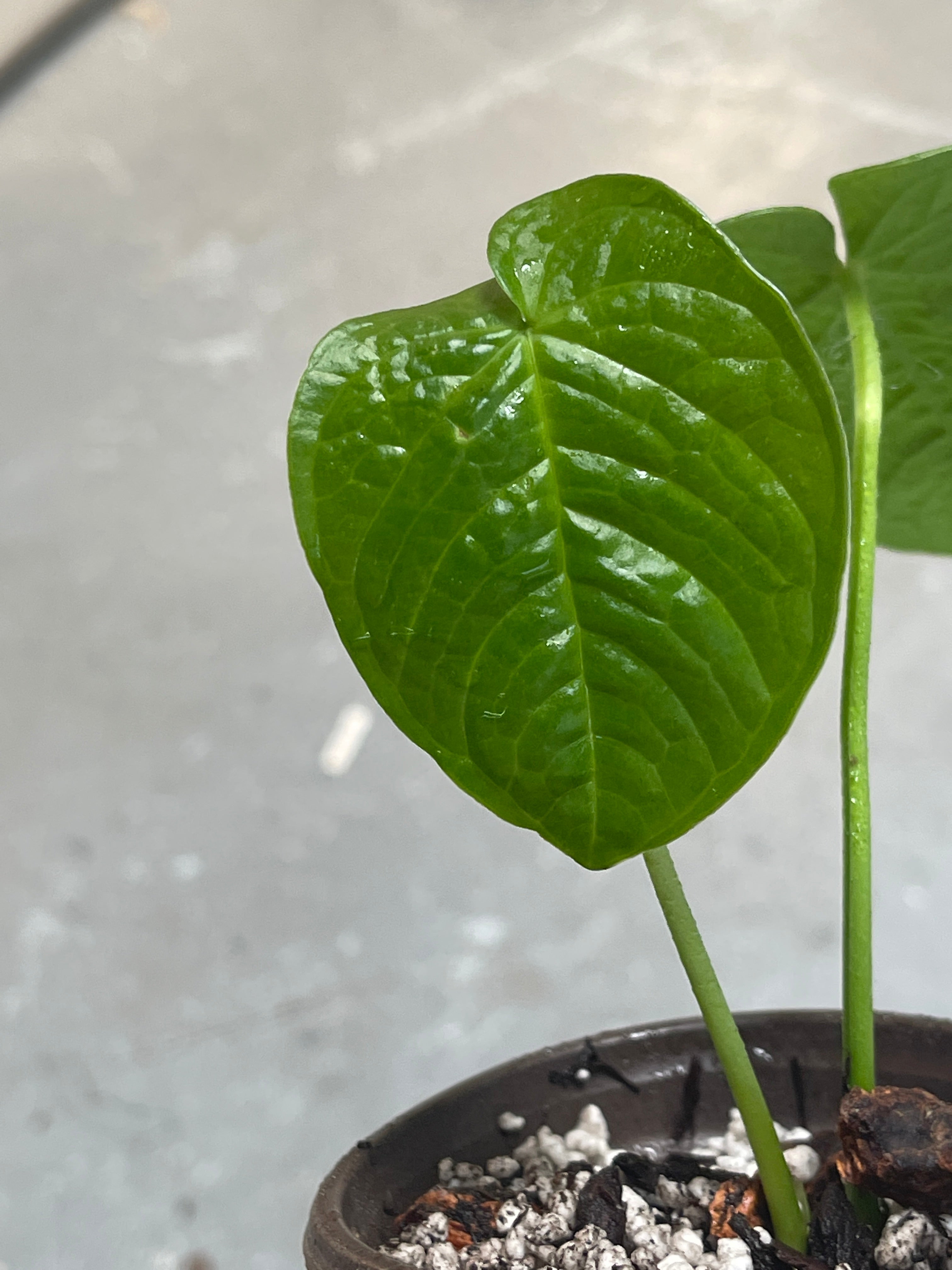 Anthurium Rugulosum rooted