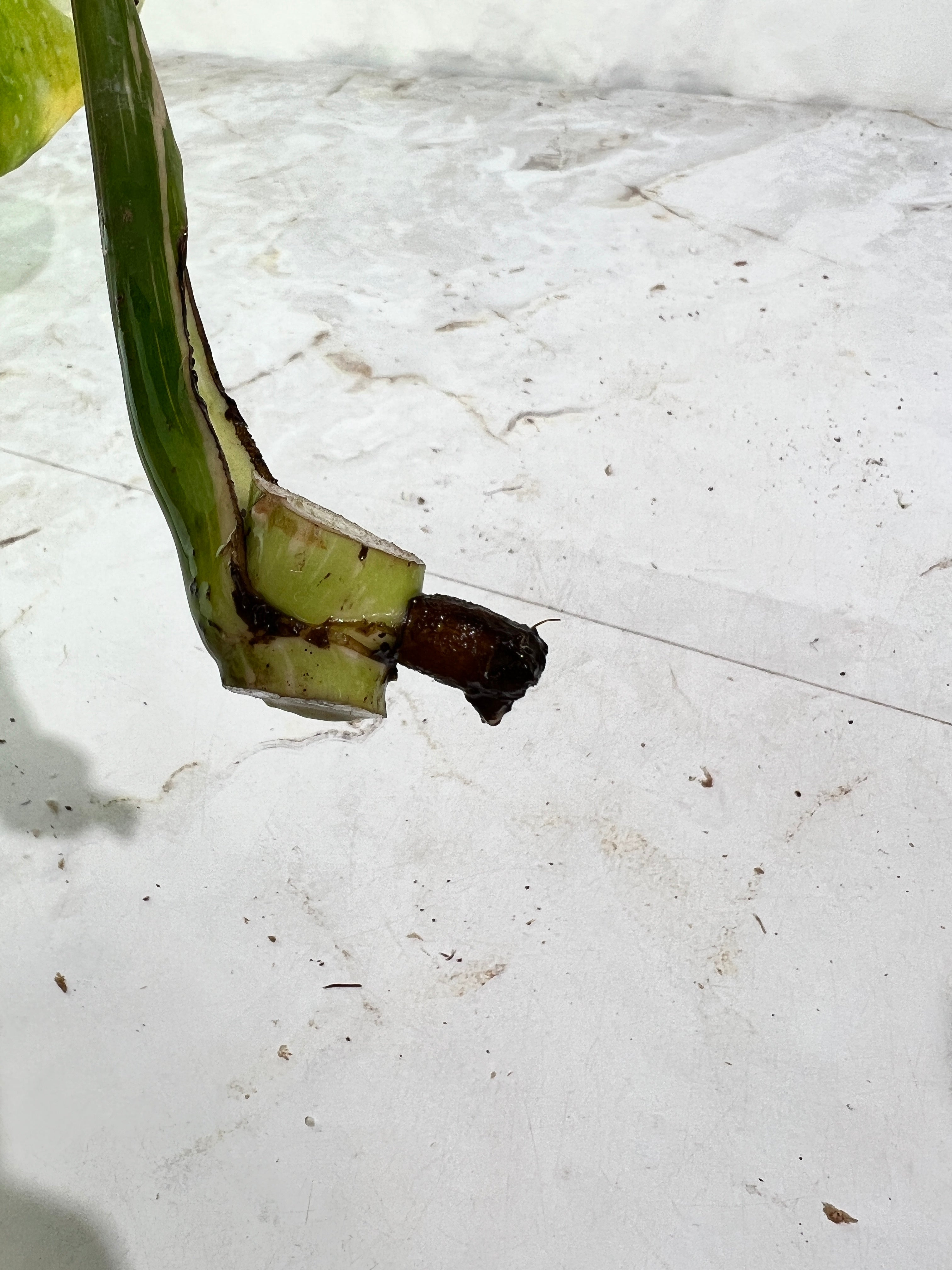 Monstera Thai Constellations rooting cutting