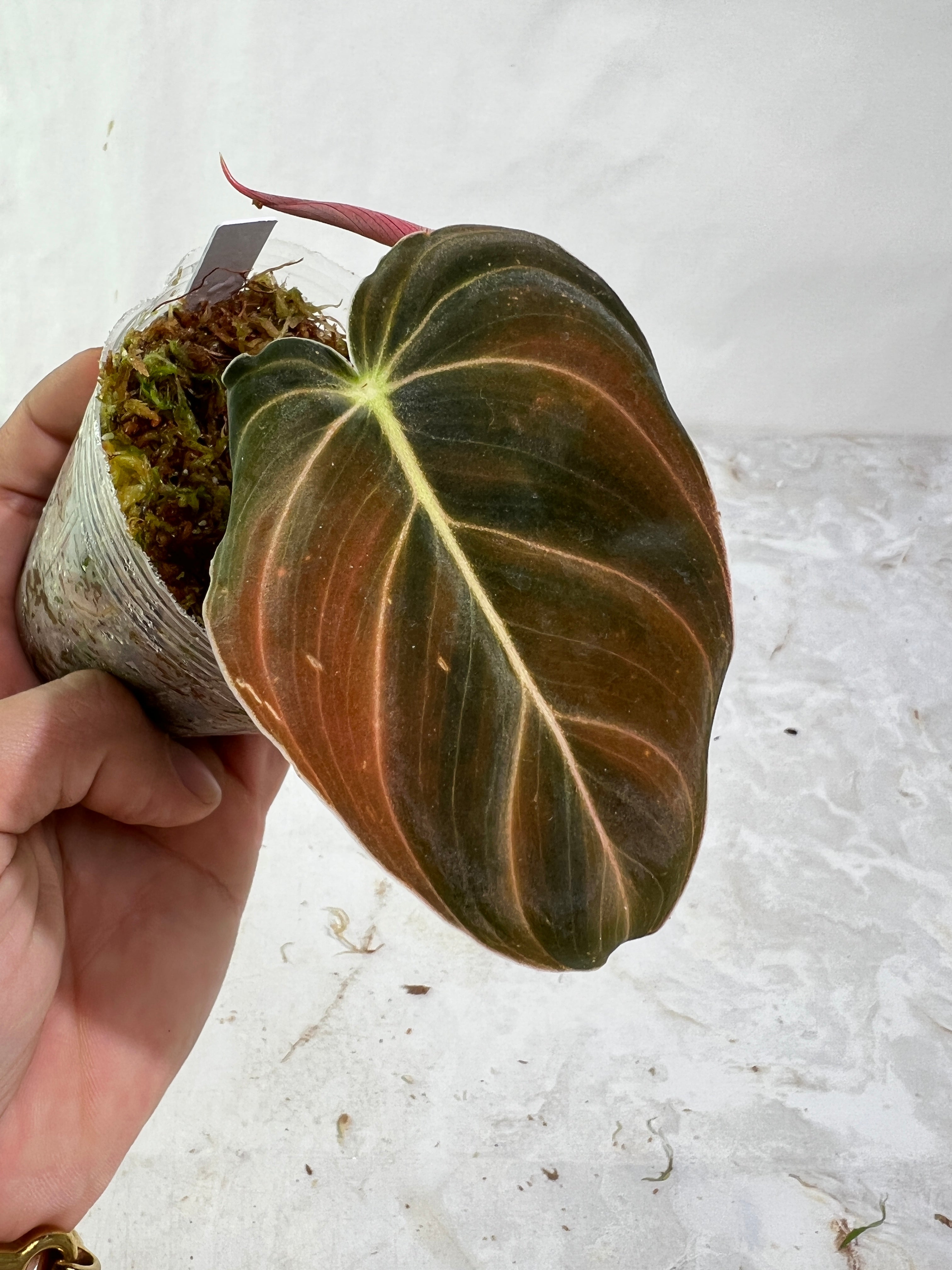 Philodendron melanochrysum rooted 2 leaves top cutting