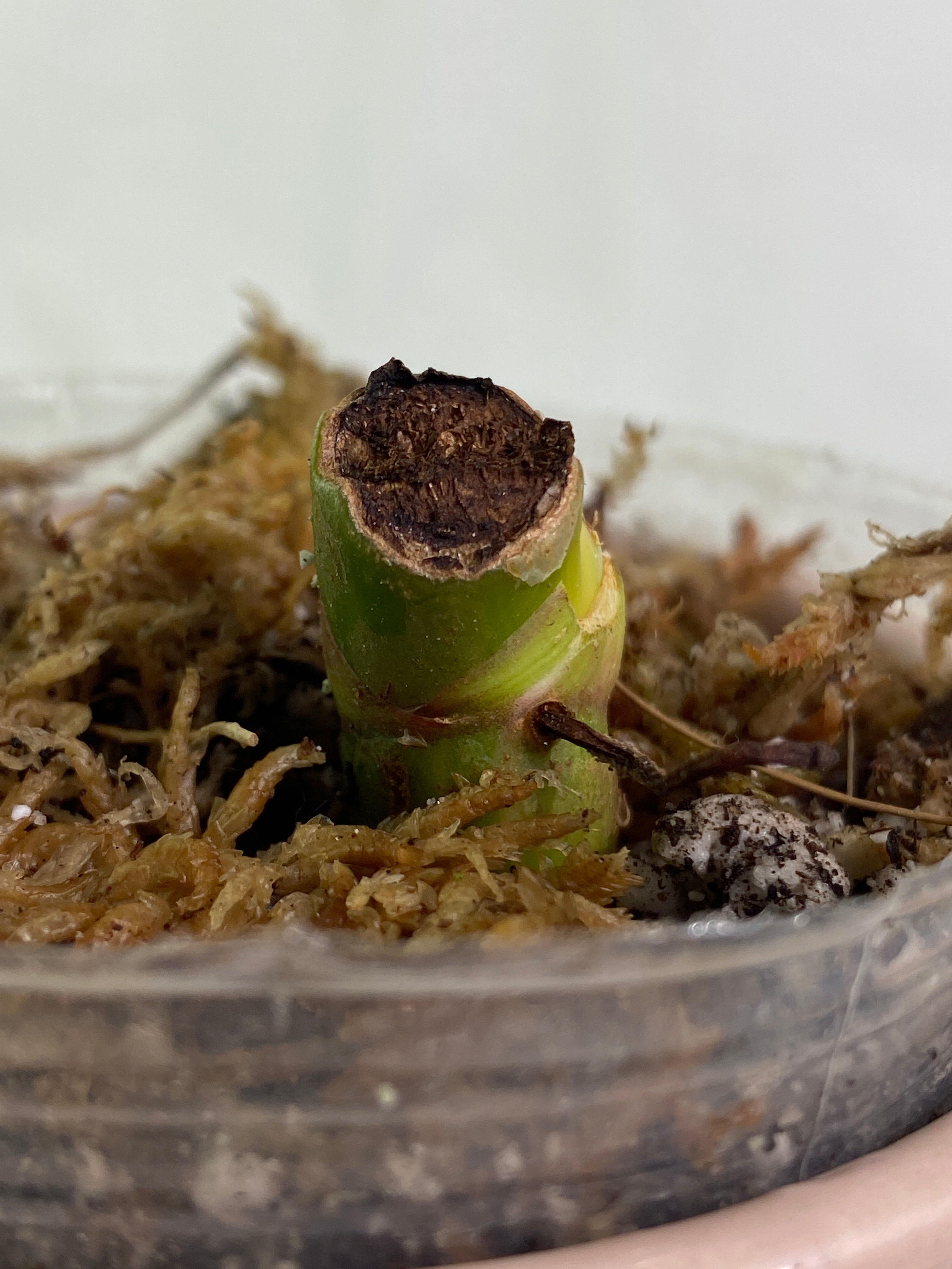 Philodendron white wizard rooted sprout