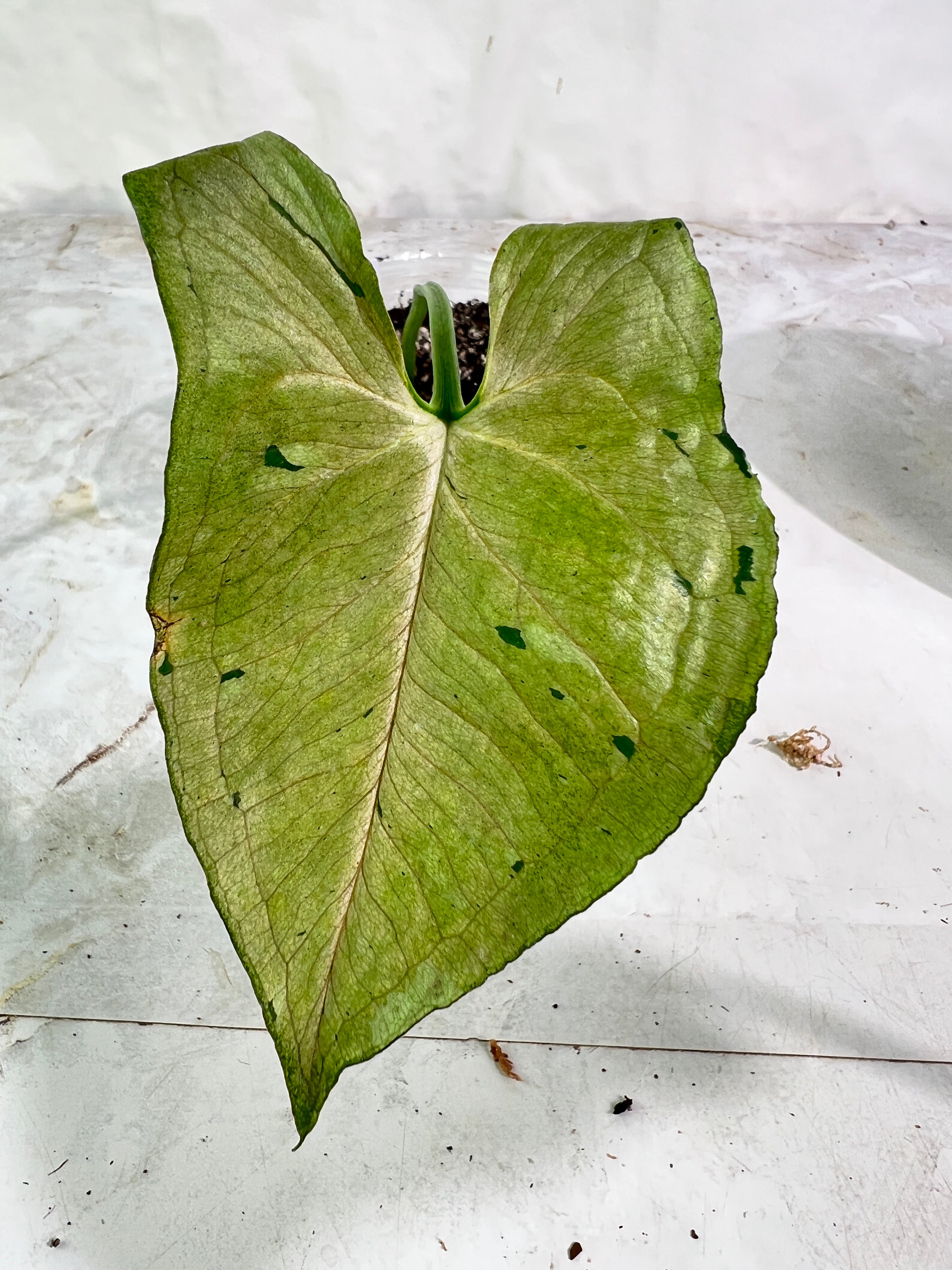 Syngonium green splash rooting in soil 1 leaf