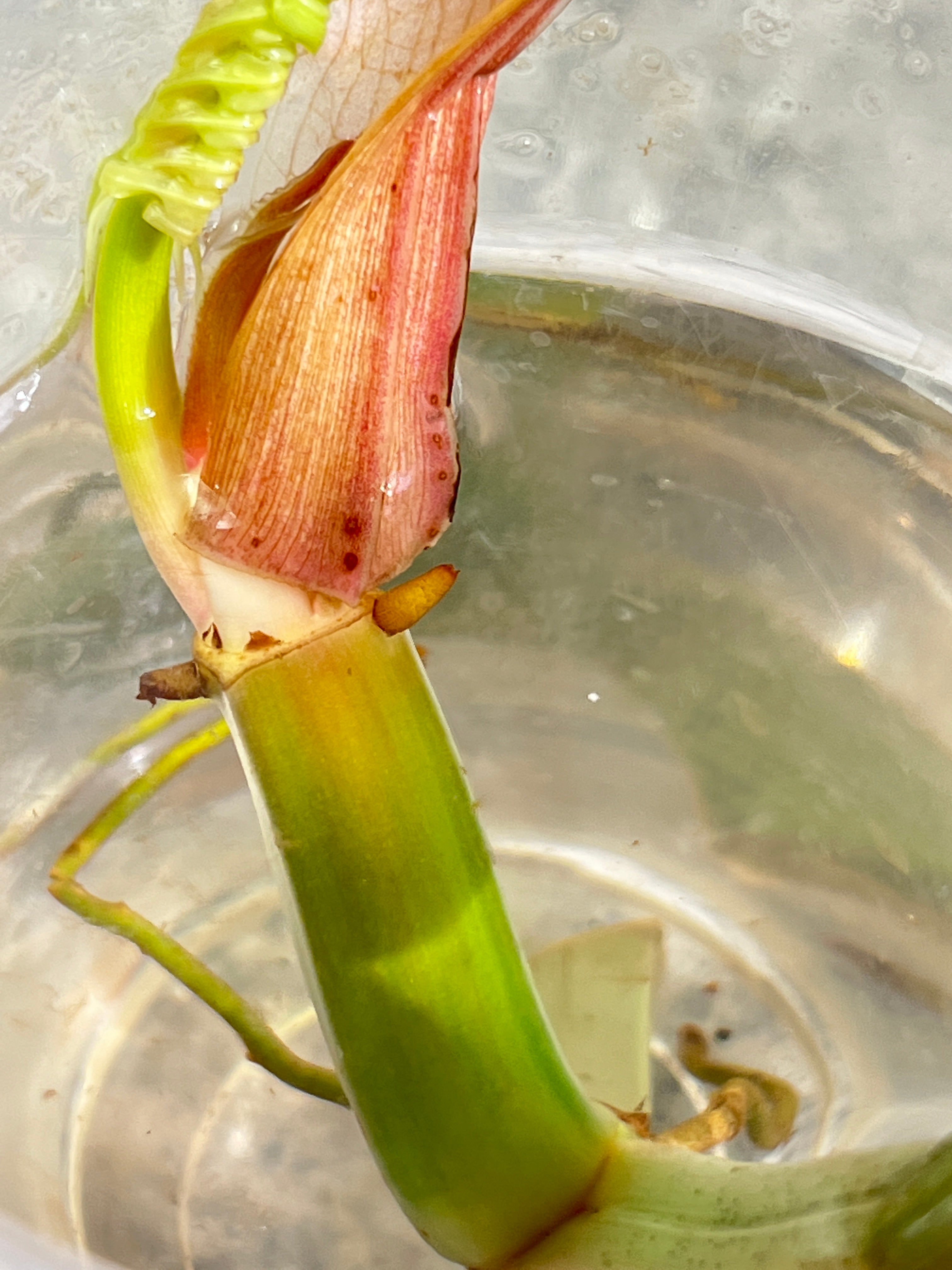 Philodendron Tortum rooting cutting 2 leaves  1 sprout top cutting