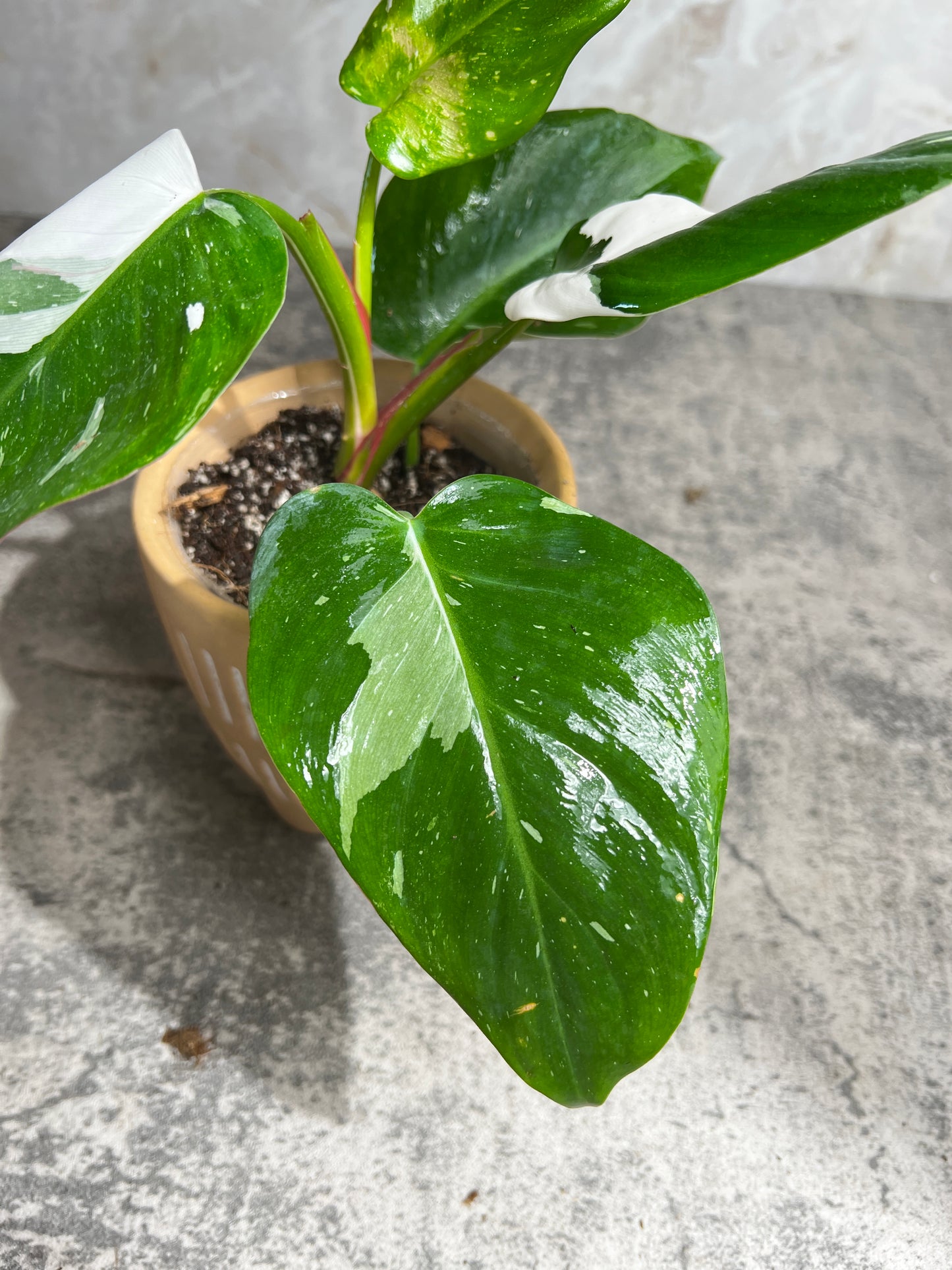 Philodendron white princess rooted  5 leaves  1 sprout highly Variegated