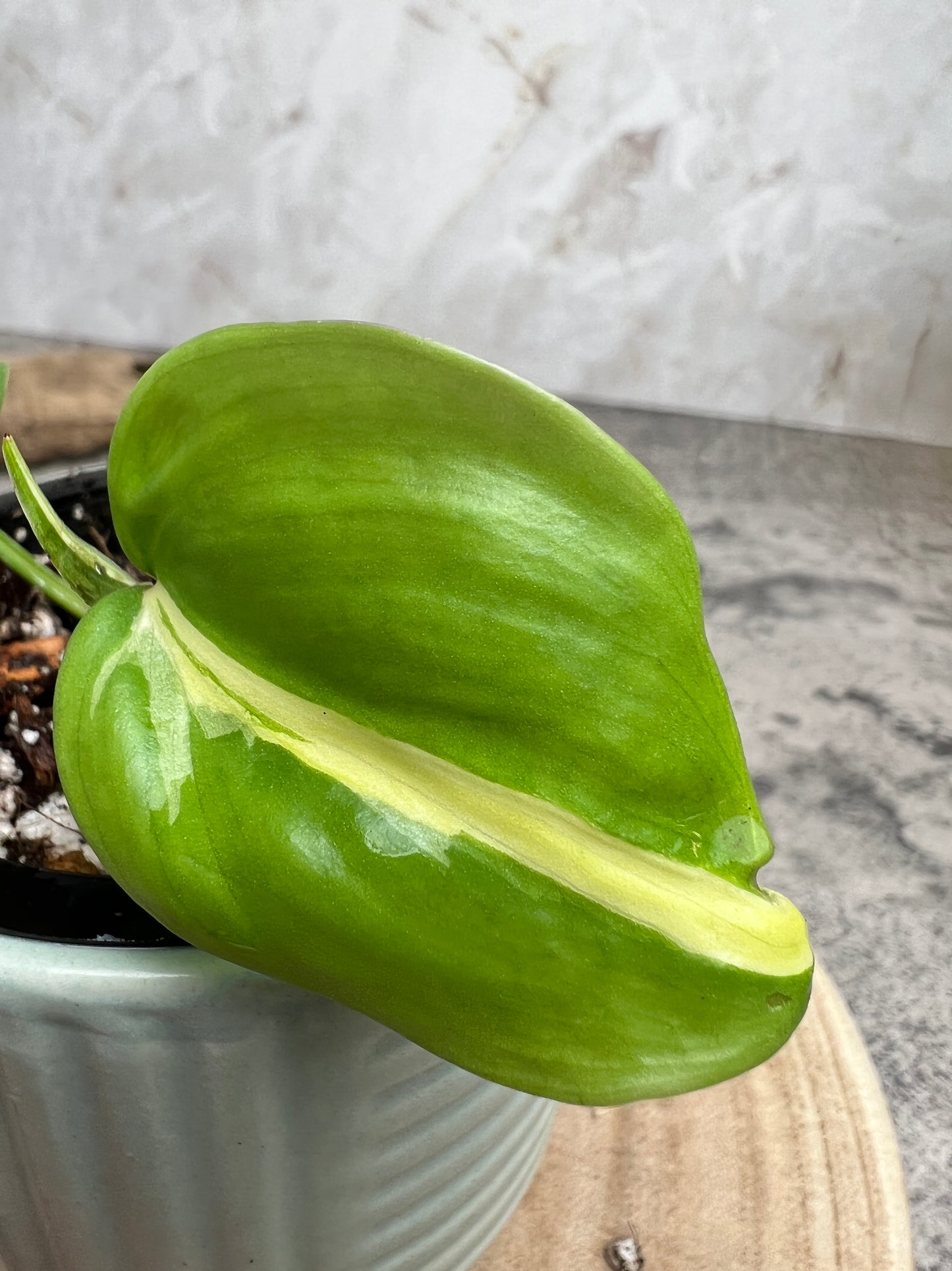 philodendron cream splash slightly rooted 3 leaves 1 sprout