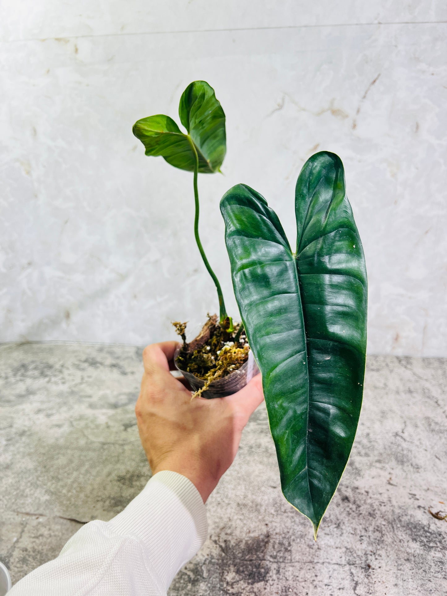 Philodendron Felix 1 leaf 2 sprouts top cutting rooting